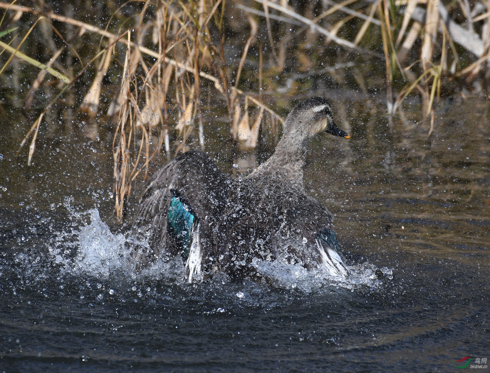 ������Ӱ 515����.jpg