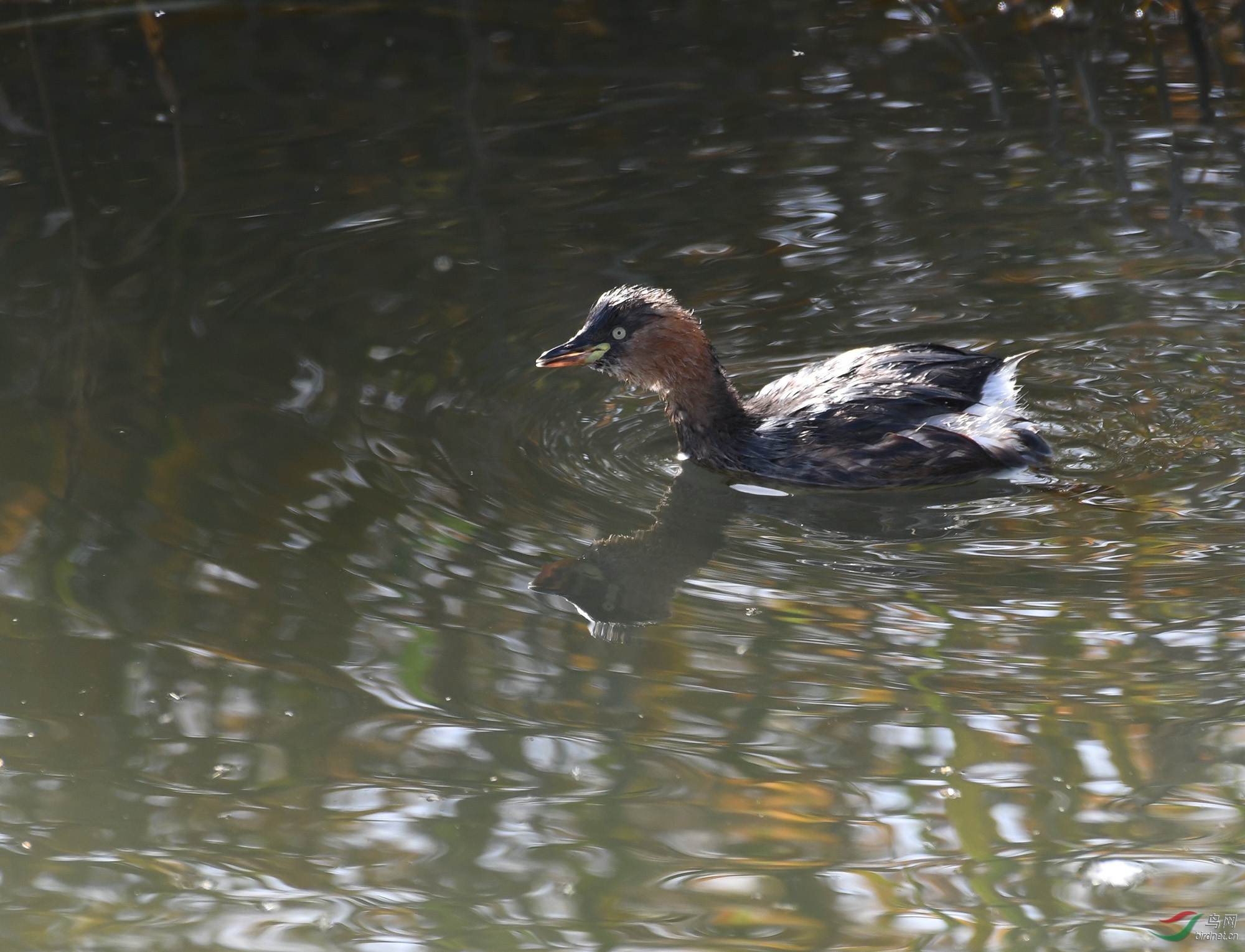 ������Ӱ 1089����.jpg