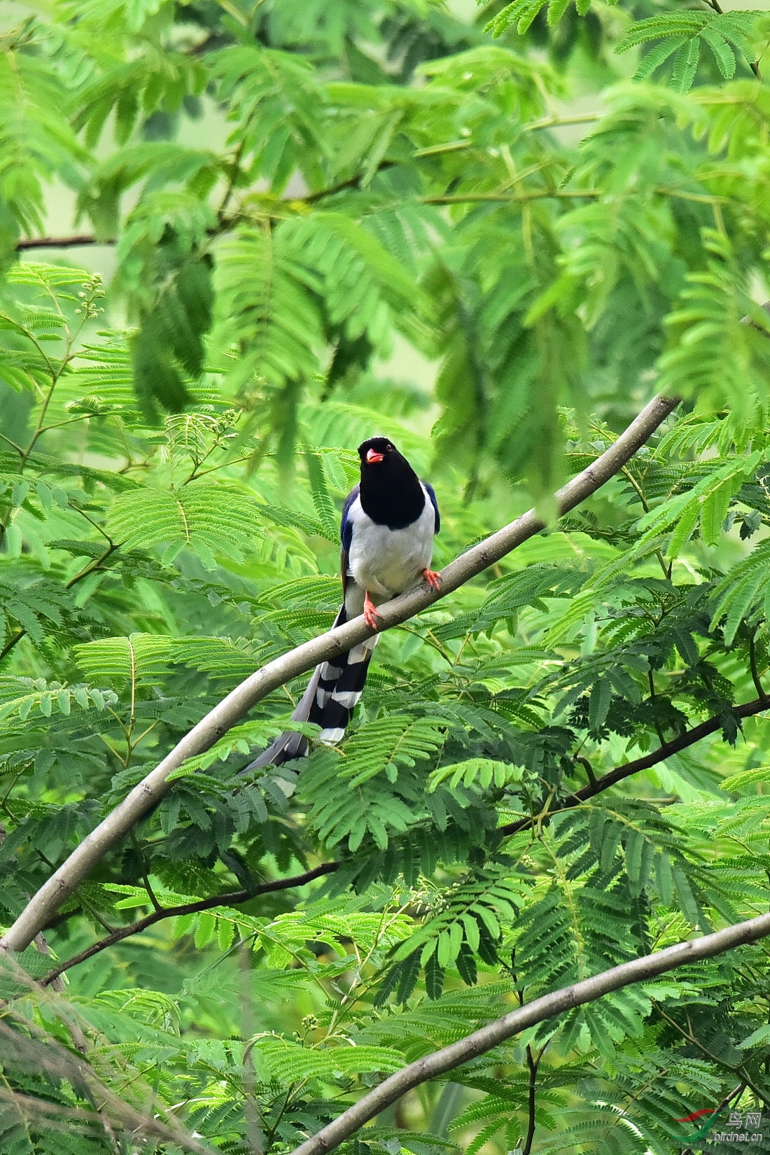 DSC_0816.JPG
