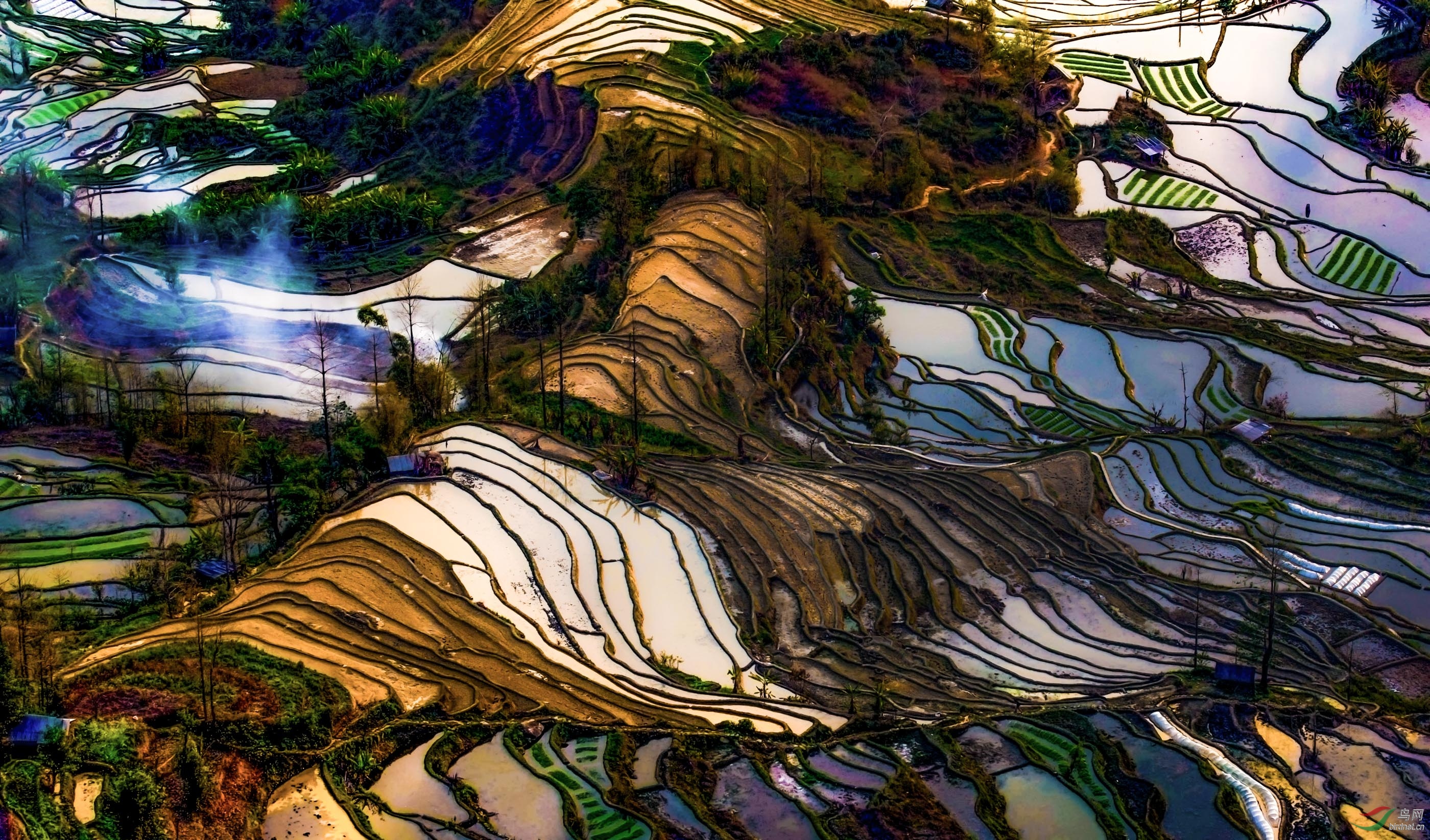 多彩梯田 贺获鸟网首页综合精华!