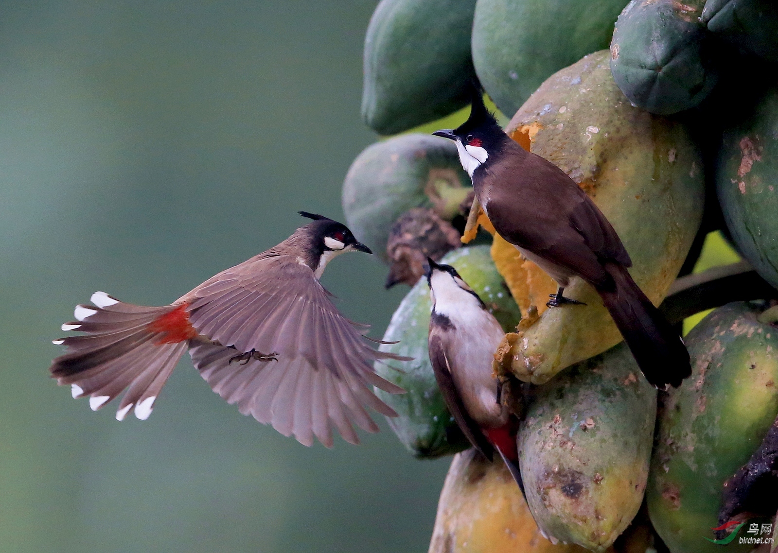 IMGL6930 - ����.JPG