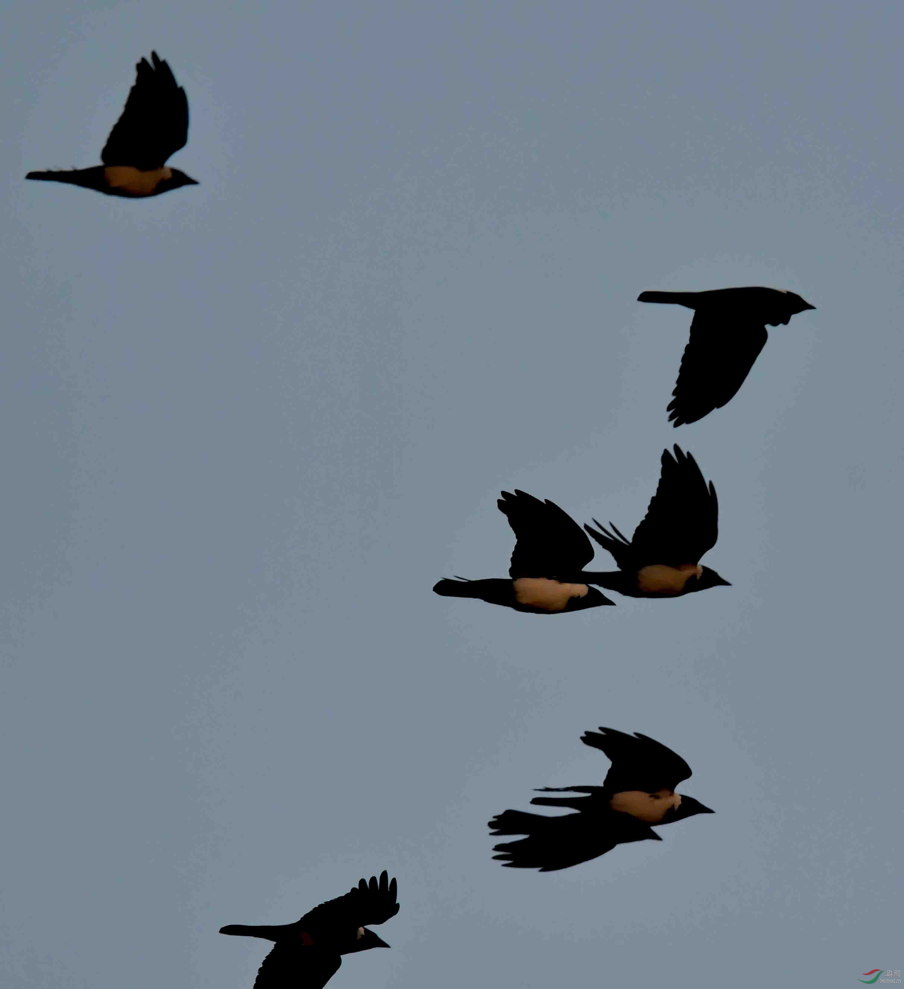 北京温榆河上空大量的寒鸦向北飞去