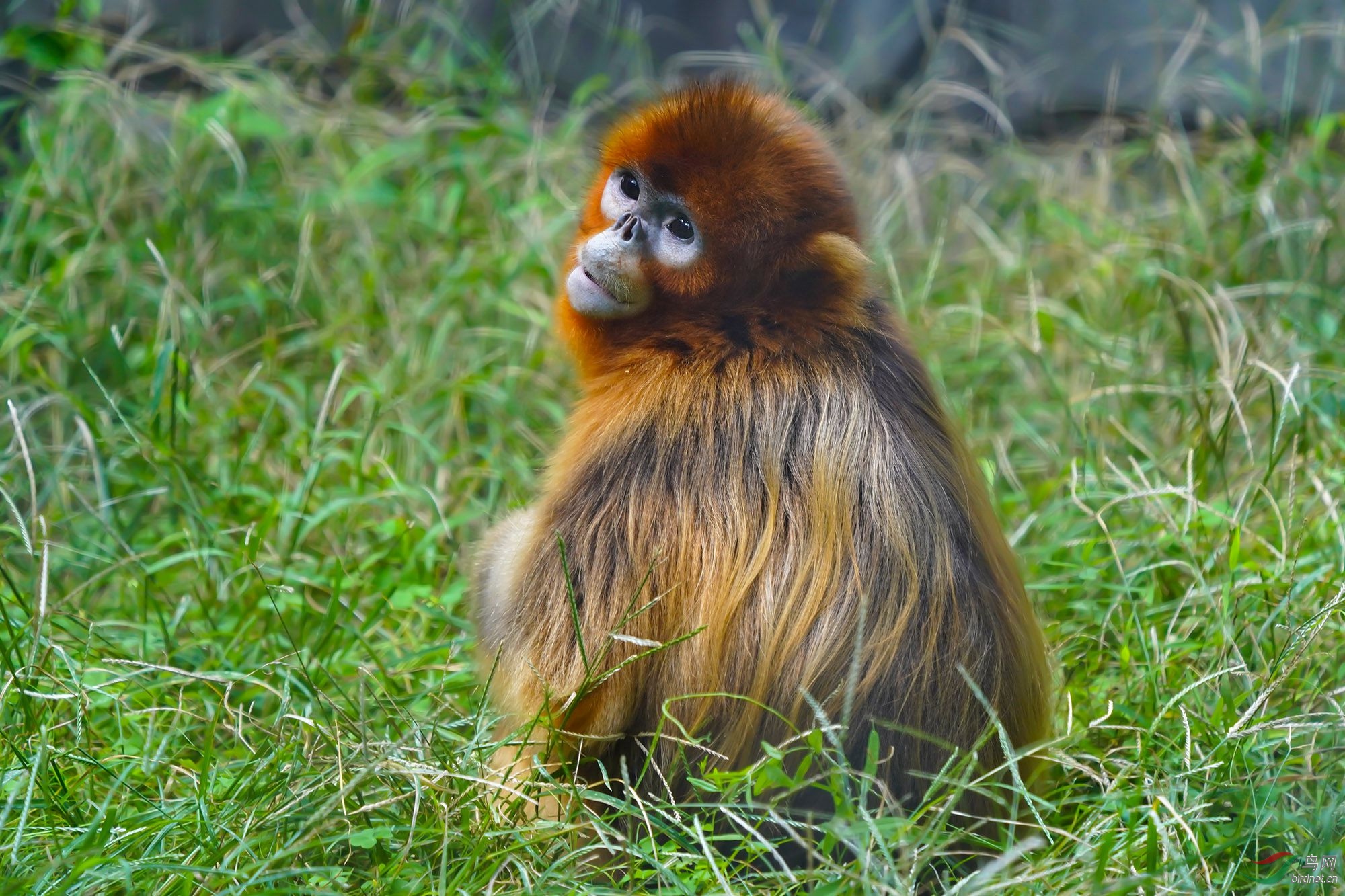 回眸顾盼,萌态动人(川金丝猴)