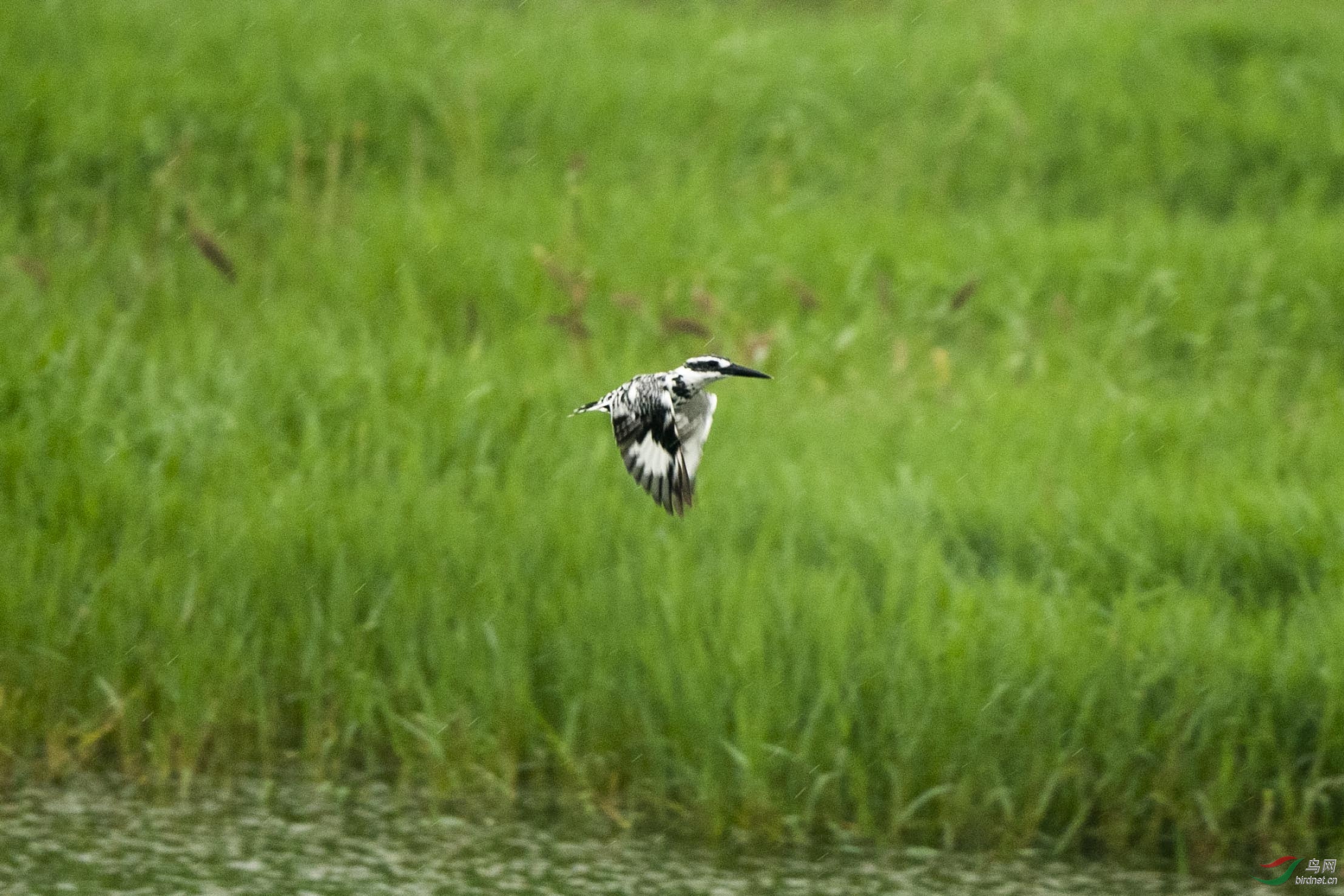 D50_4983.jpg