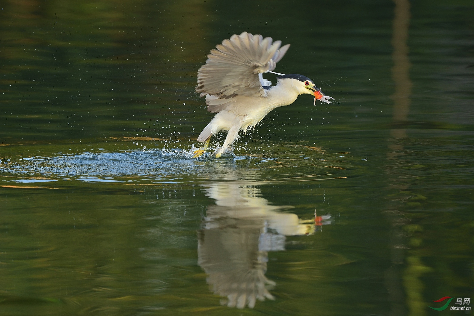 DSC_6429_10654a.jpg