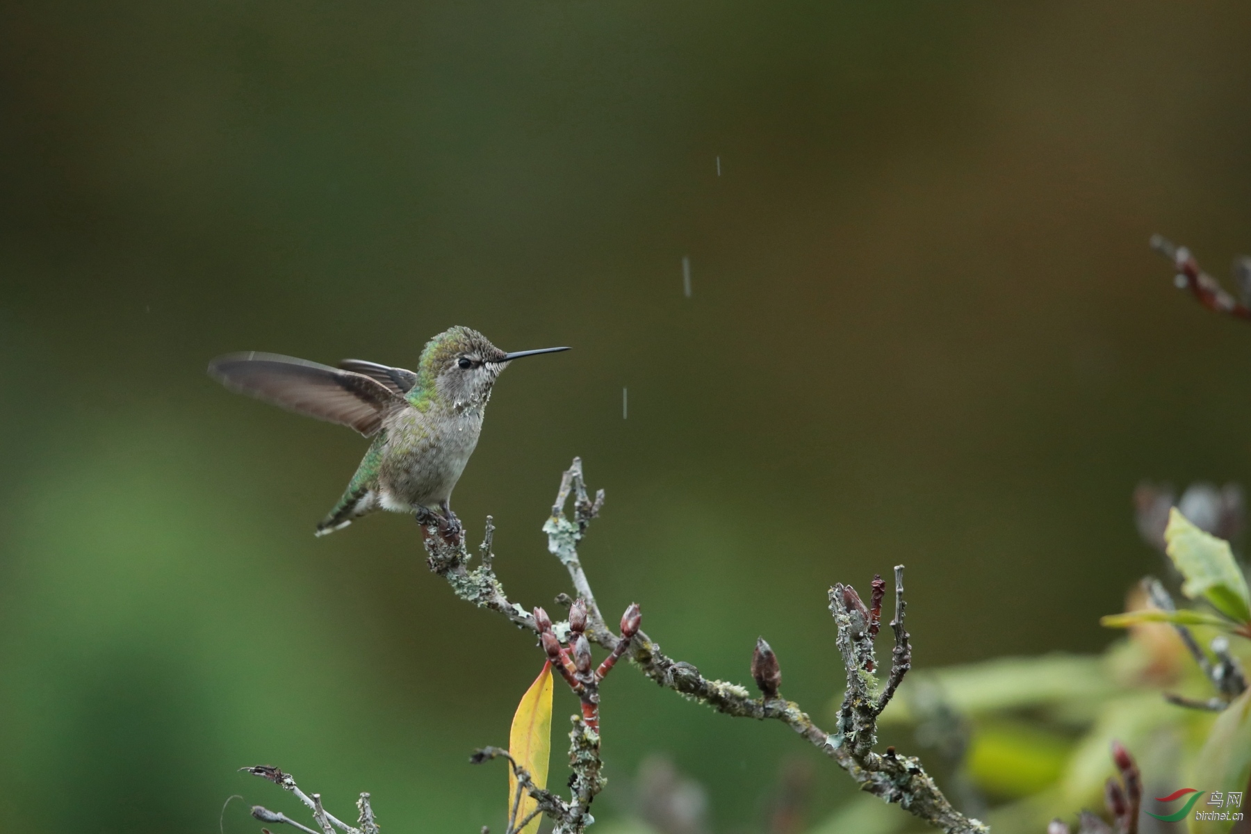 雨中蜂鸟落枝头