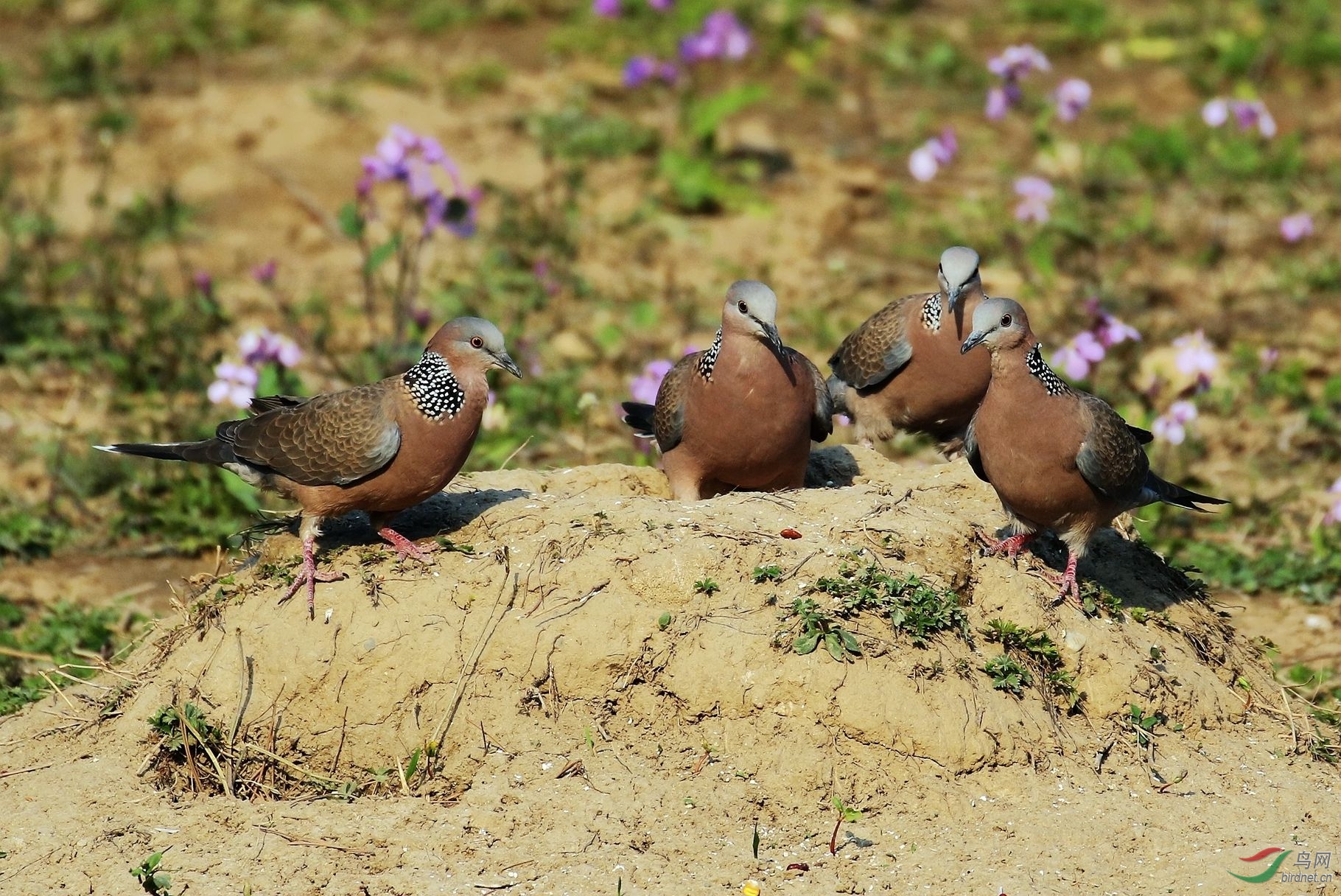 珠颈斑鸠1u4a0716_副本.jpg