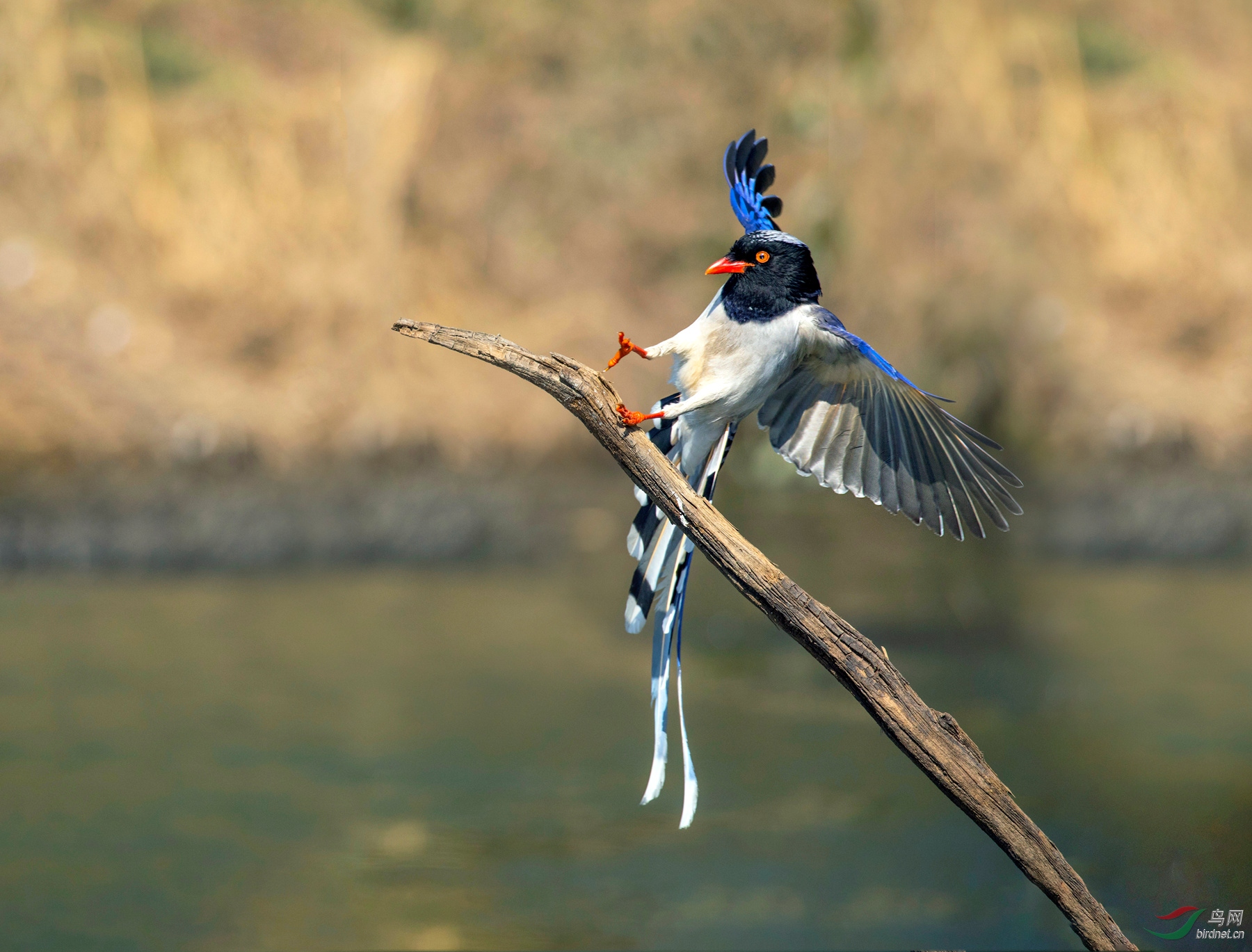 CI5A2724 - ���� - ����.JPG