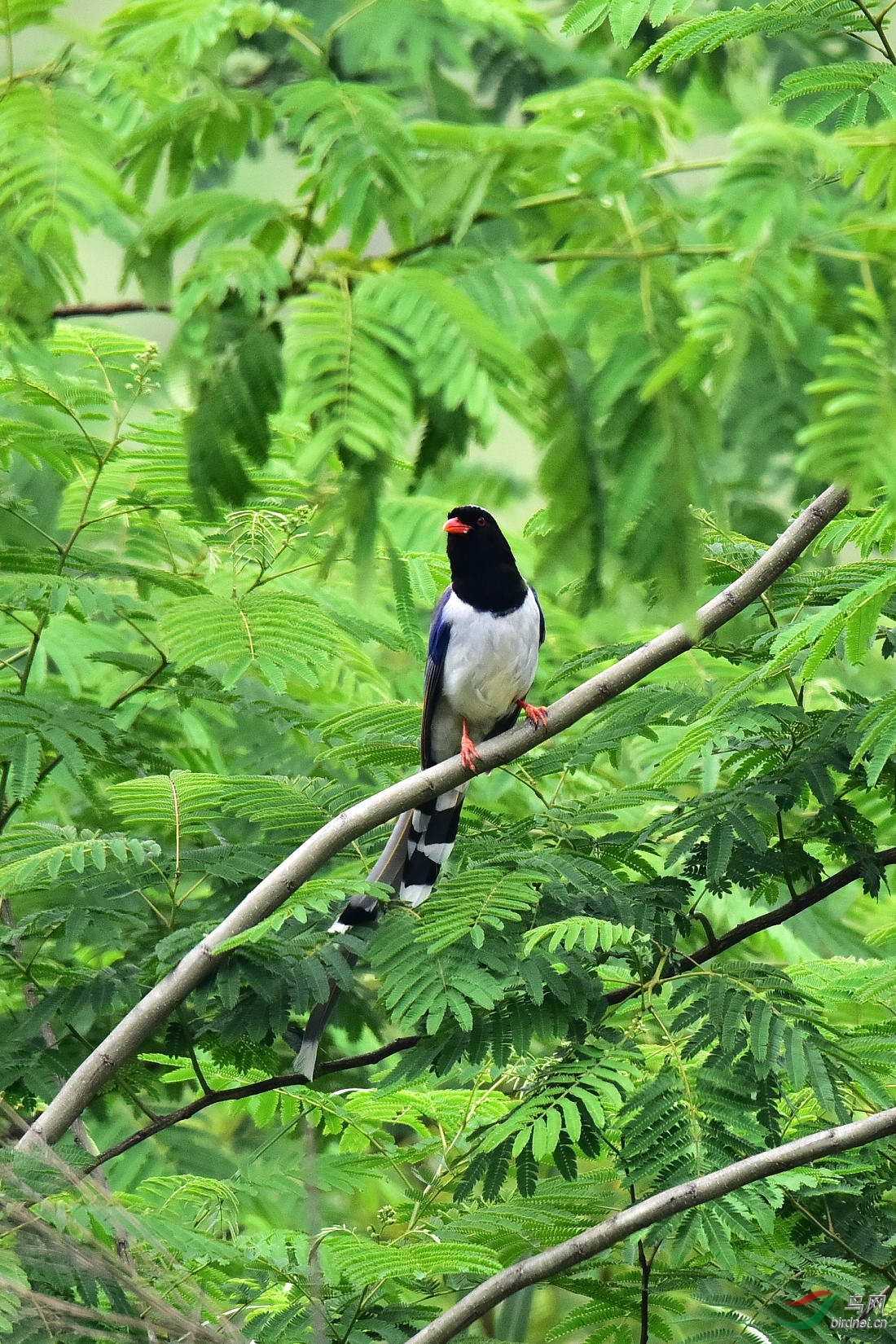 DSC_0826.JPG