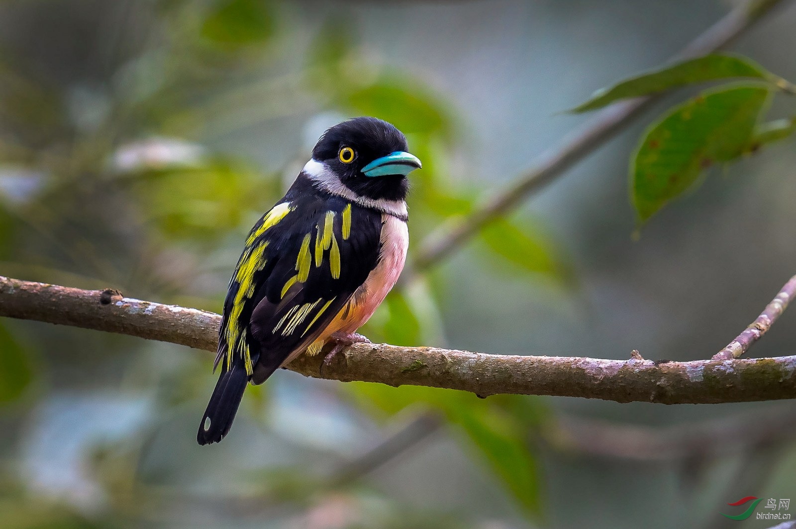 黑黄阔嘴鸟(荣获首页精华)