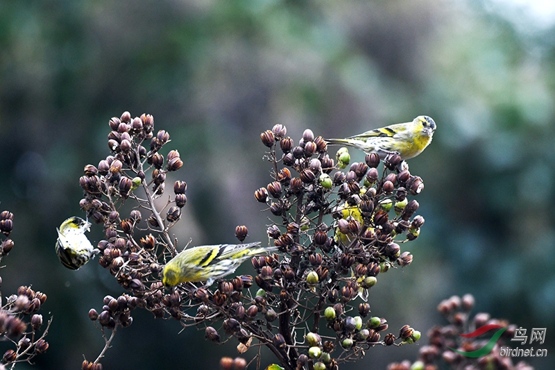 DSC_6682.JPG