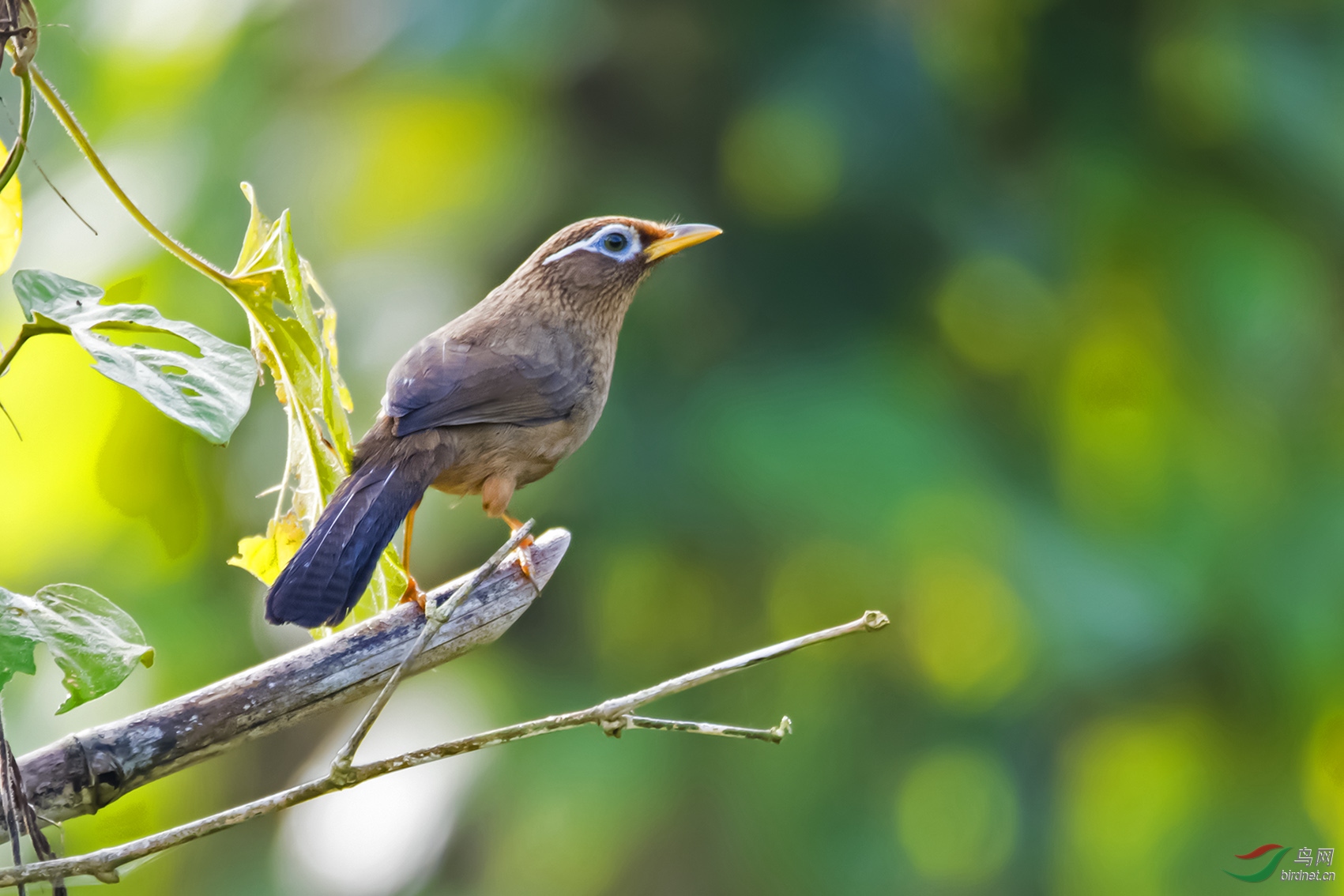 五指山的画眉鸟
