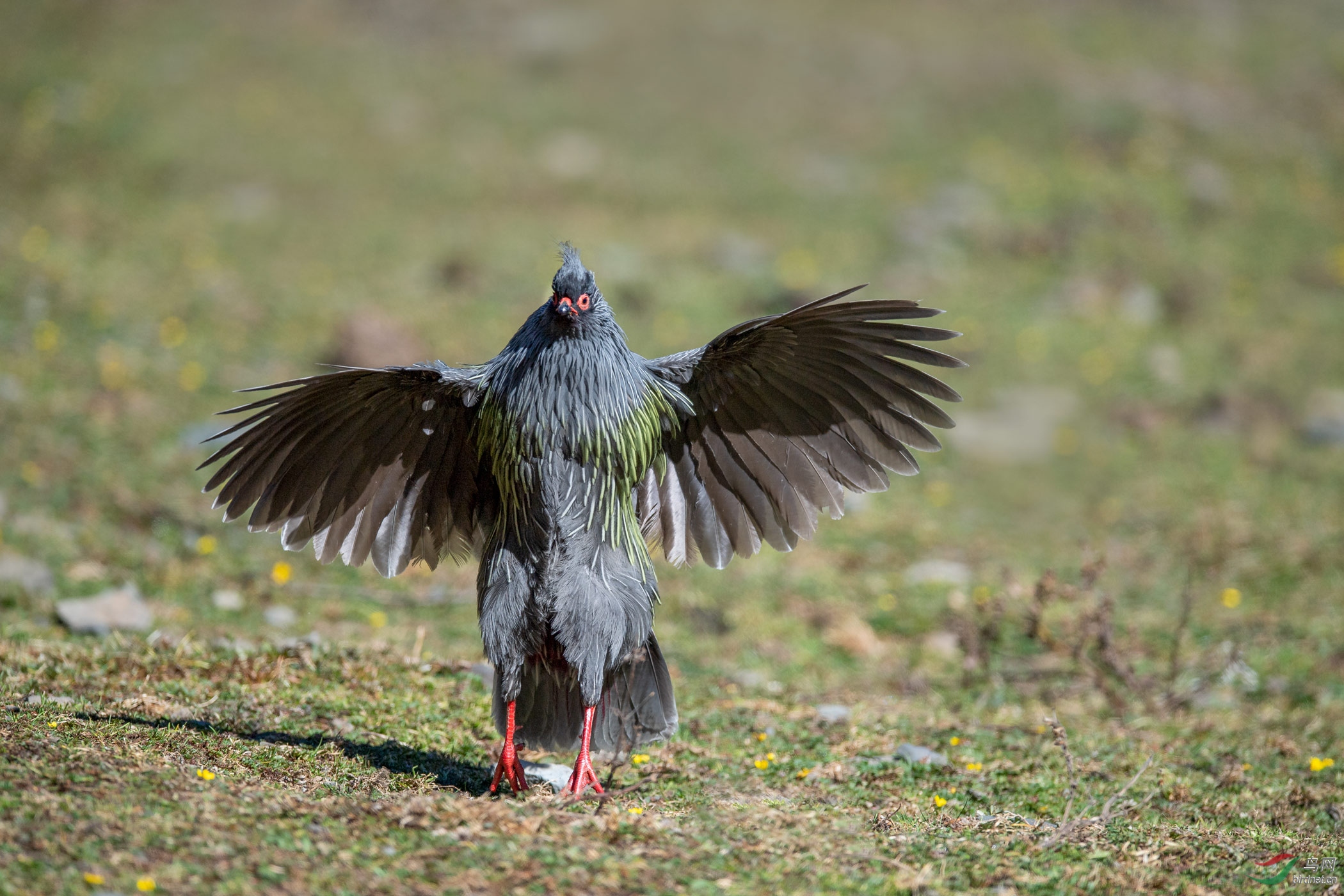 DSC_9833-1.jpg
