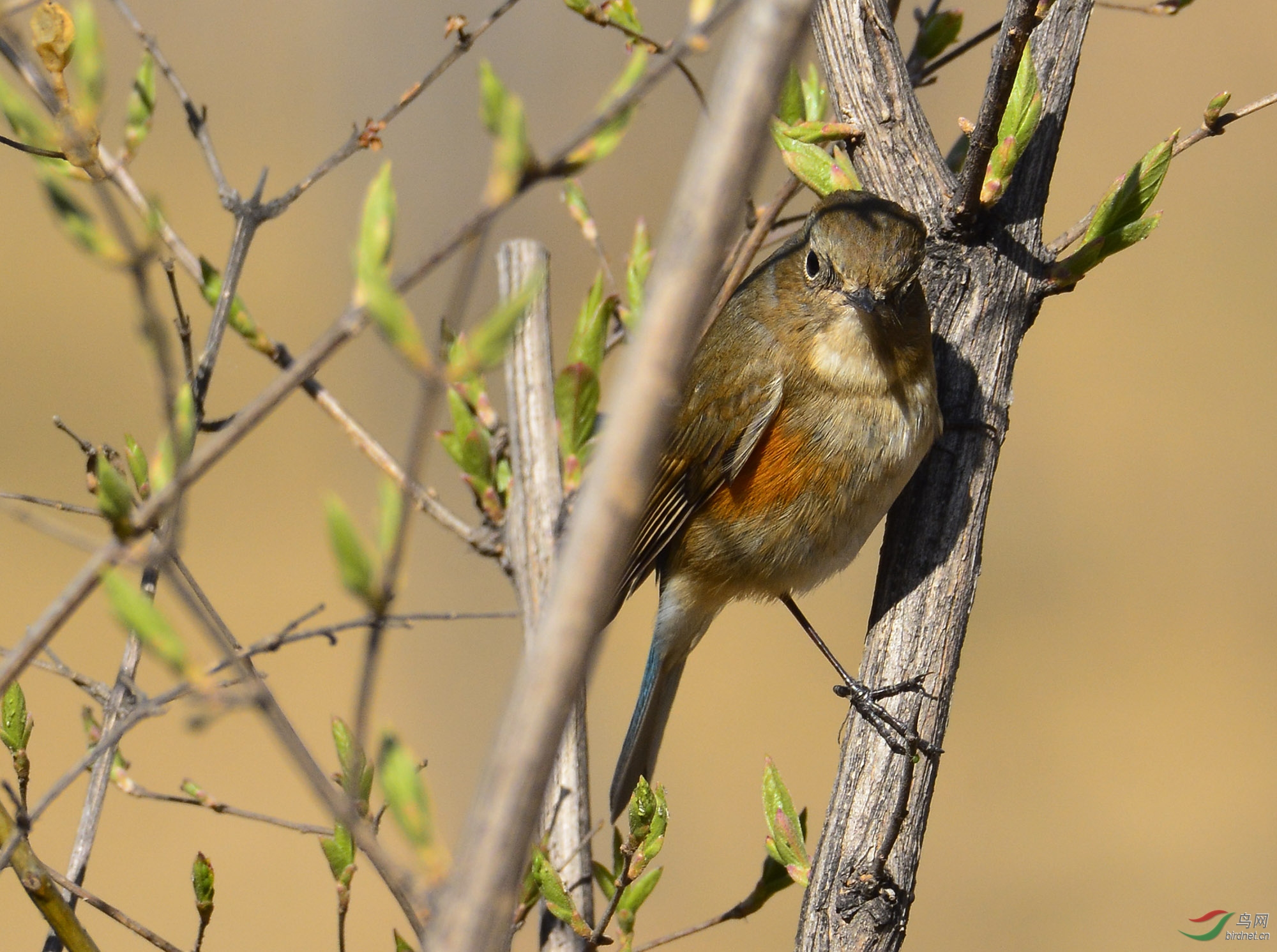 ������Ӱ 499����.jpg