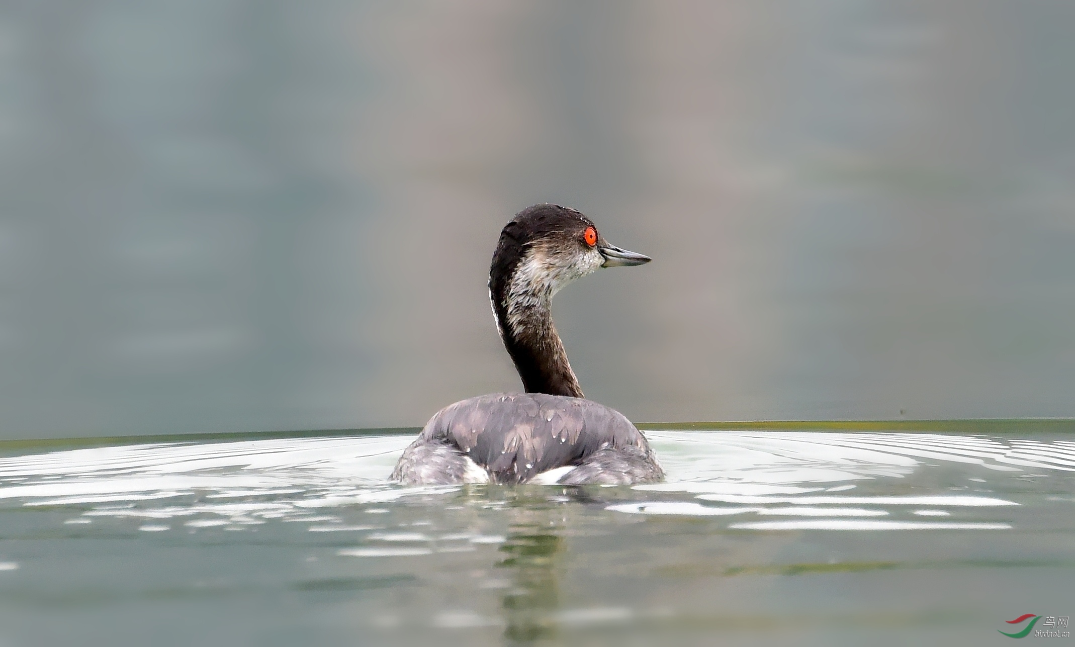 DSC_4402_conew4.jpg