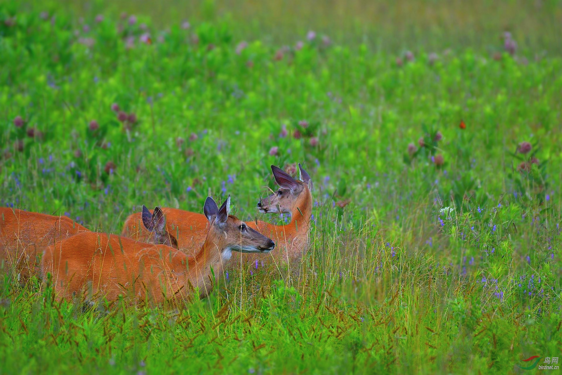 悠闲的鹿儿贺获图文精华
