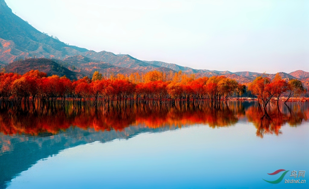 鱼形山旅游风景区枫叶图片