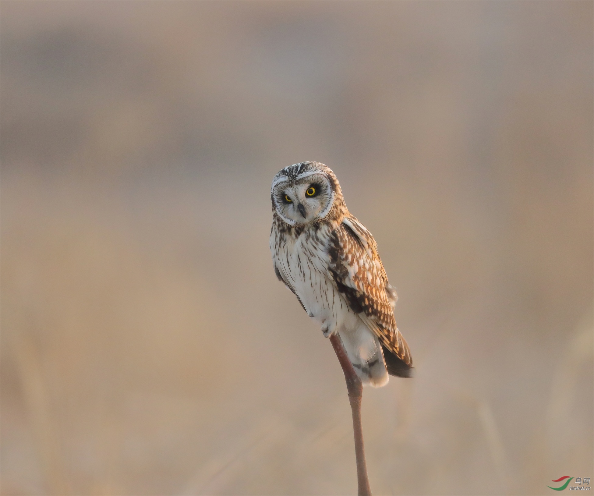 51 - ����.JPG