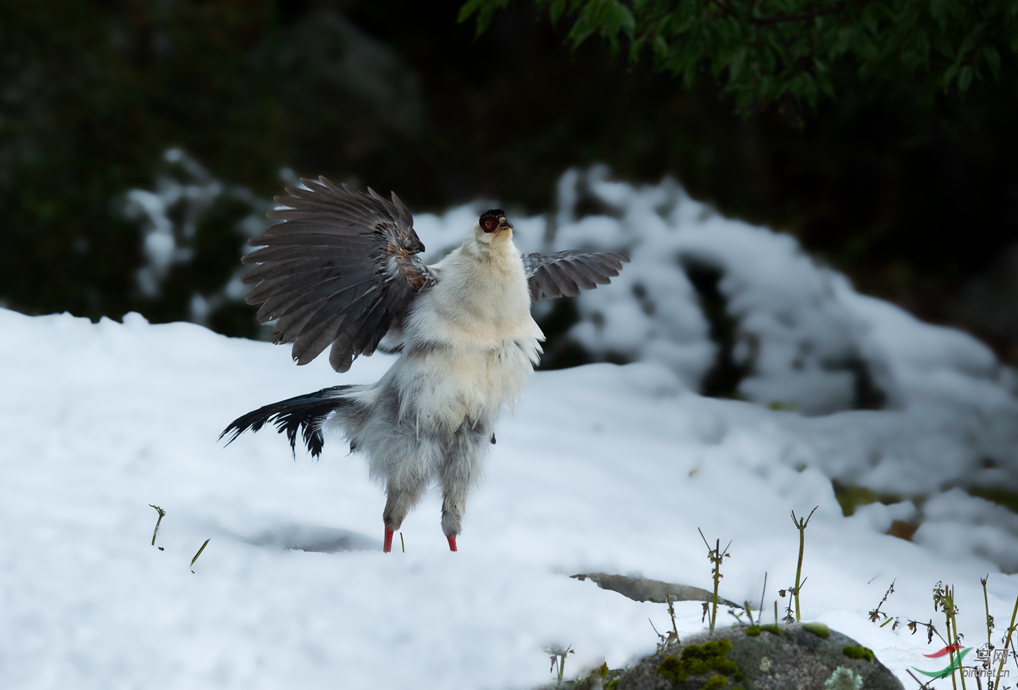 雪地馬雞