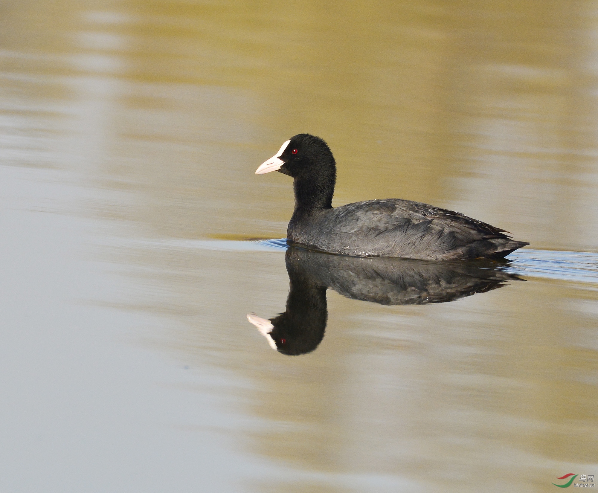 ������Ӱ 194����.jpg