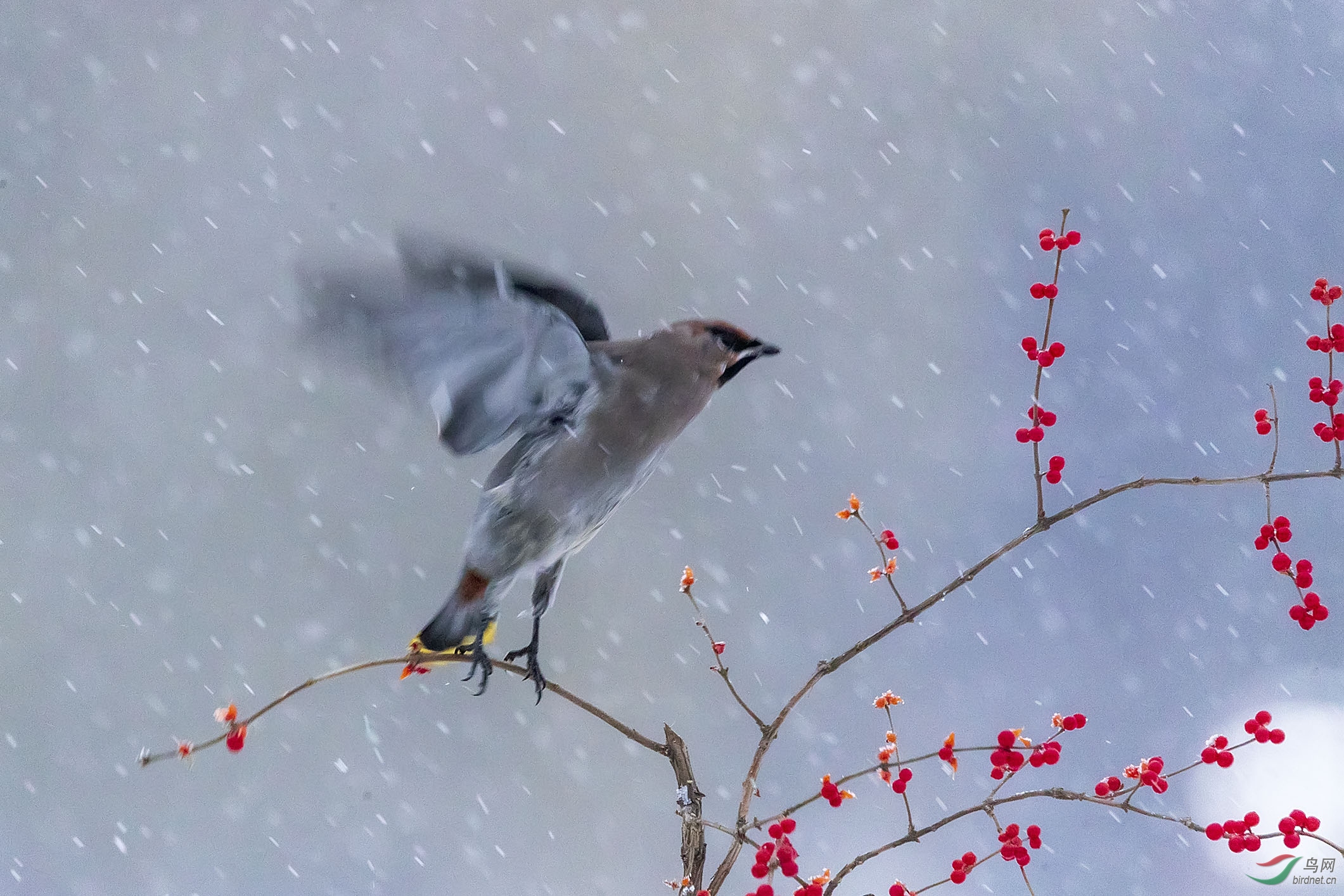 风雪太平