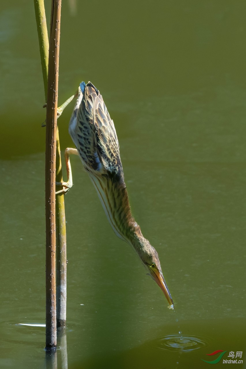 _DSC7300a.jpg