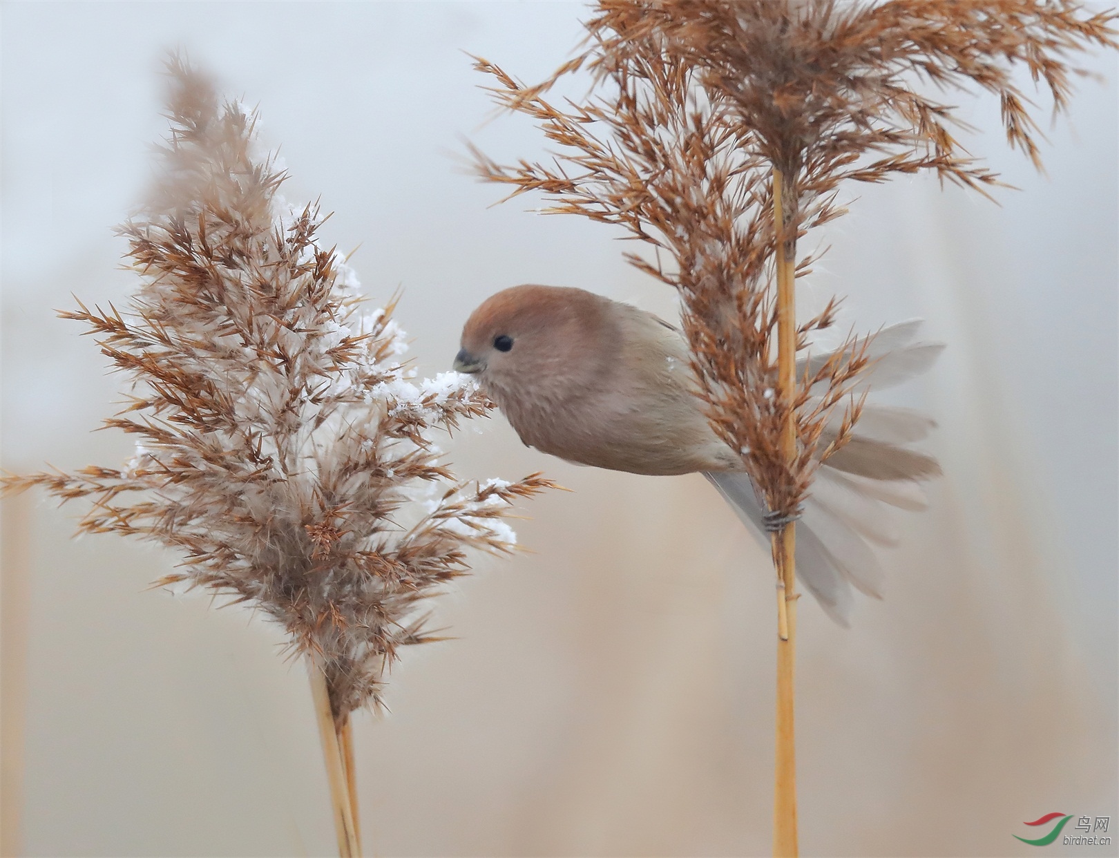 889 - ����.jpg