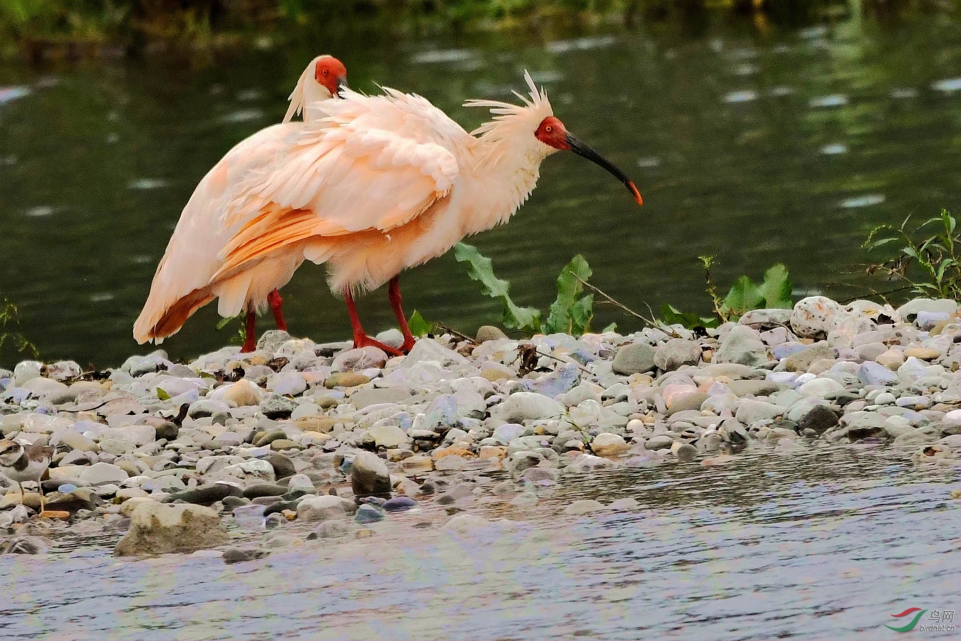 NIKON CORPORATION_NIKON D500_6256320-6258859_000.JPG