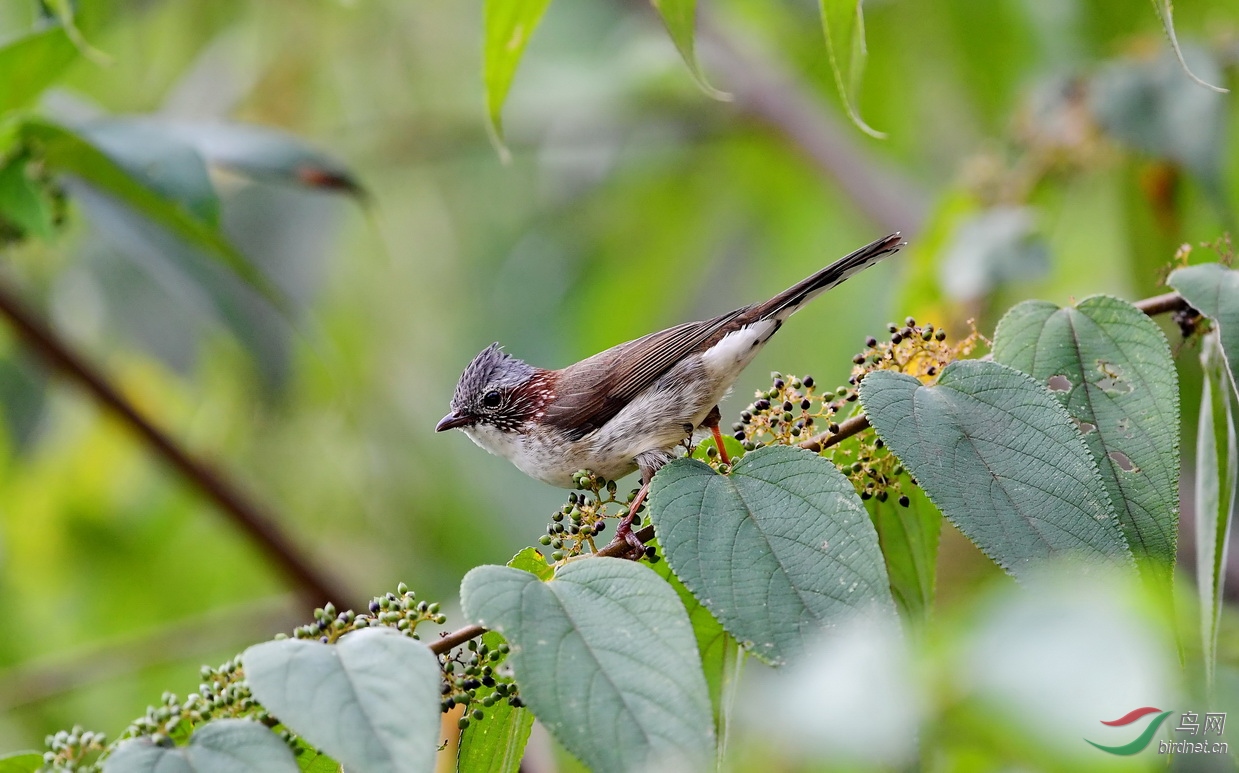 DSC_3124a.JPG
