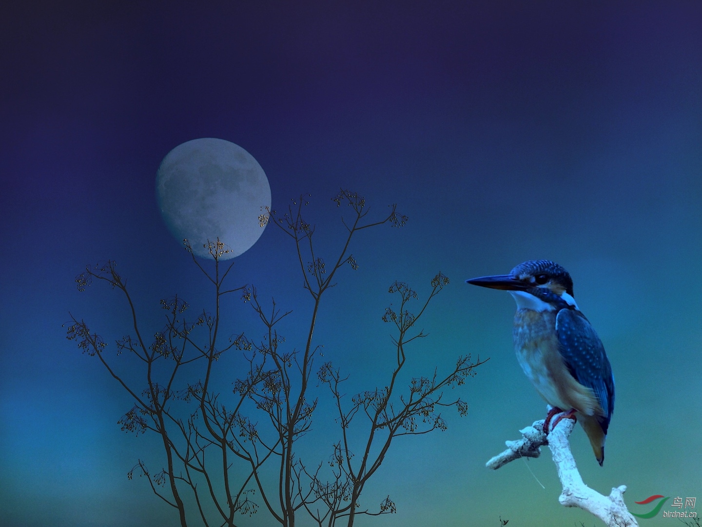 月朦胧鸟朦胧的意境图片