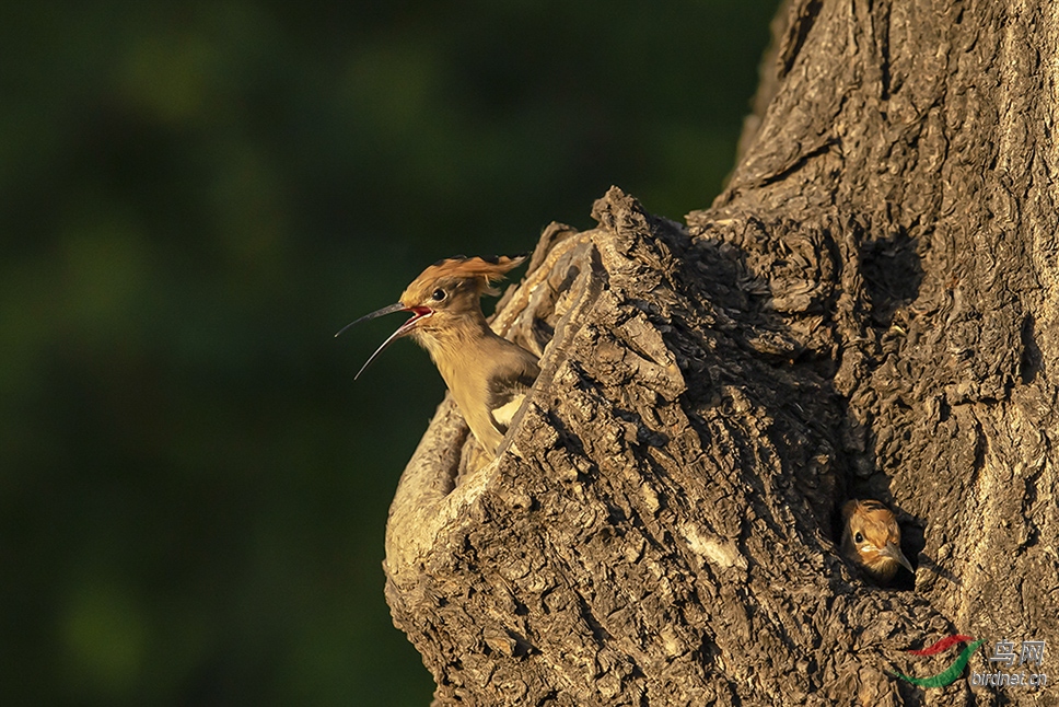 ������֣�ݹ���Է��