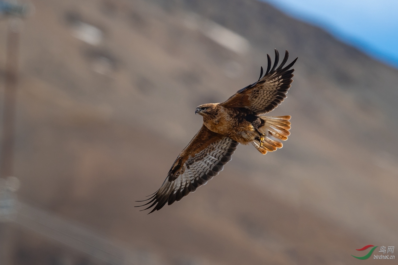 青藏高原的鵟野普通大 