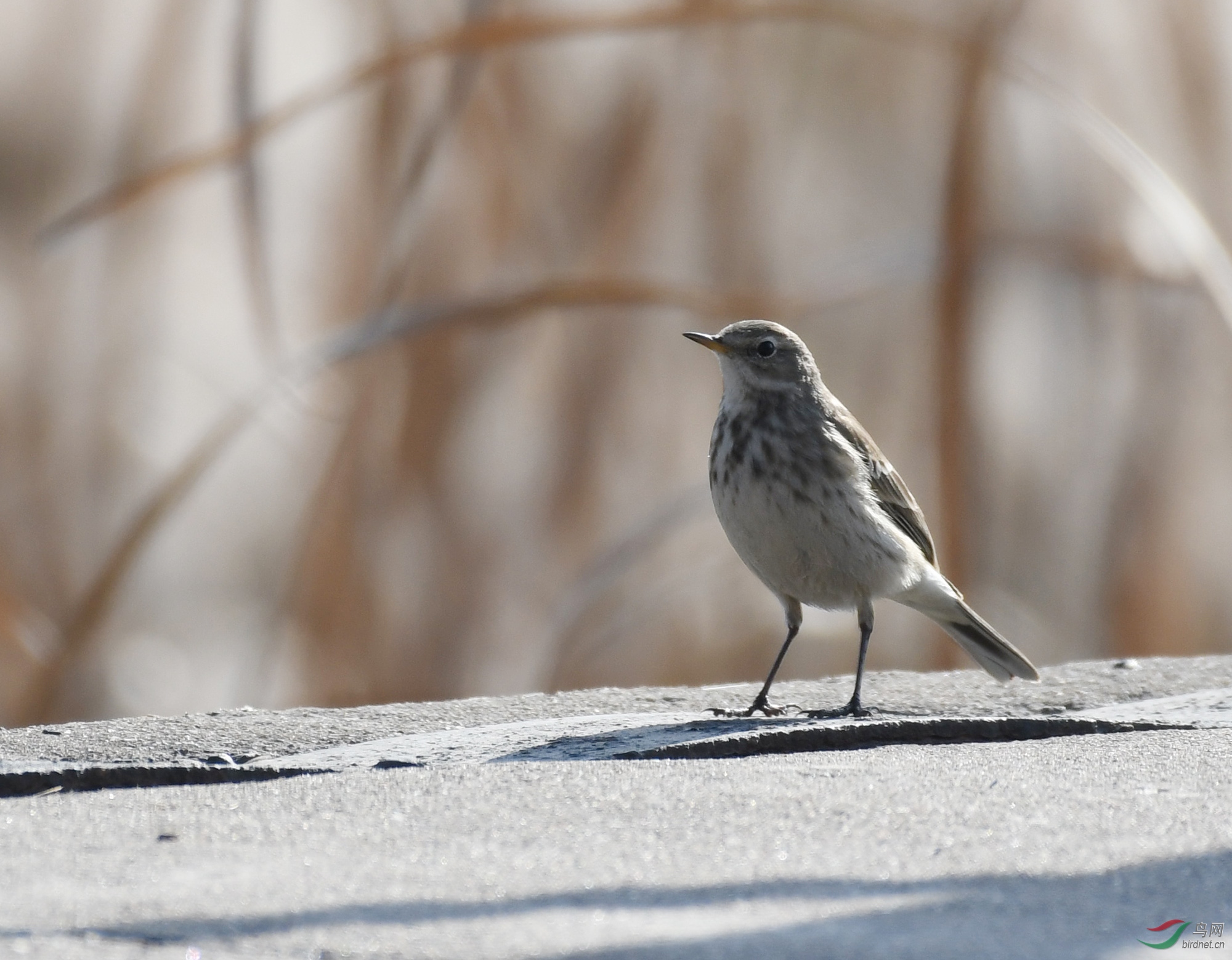 ������Ӱ 1353����.jpg