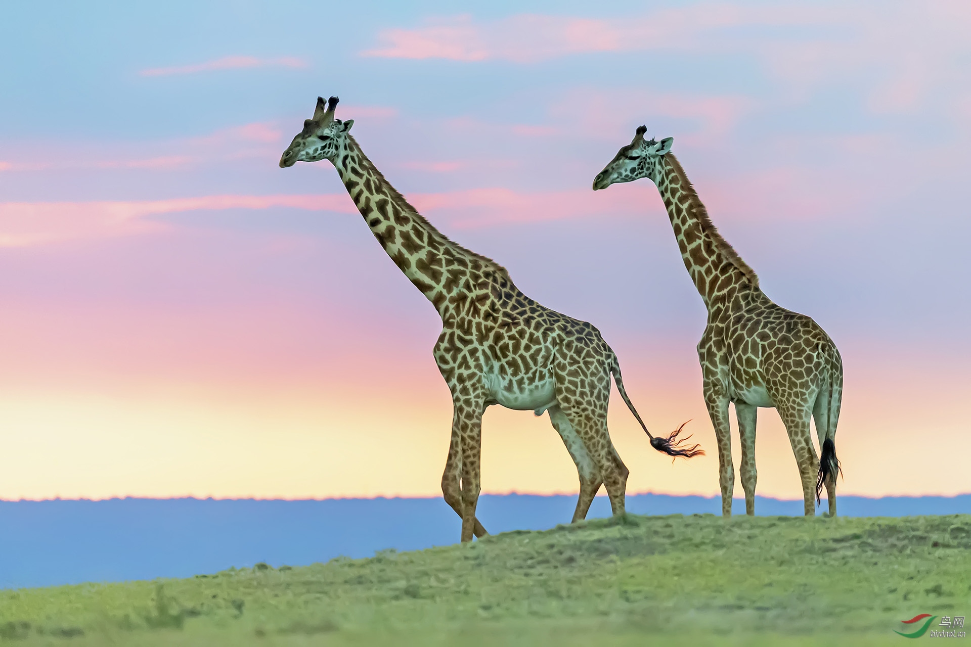 夕阳下的长颈鹿贺获鸟网首页动物精华