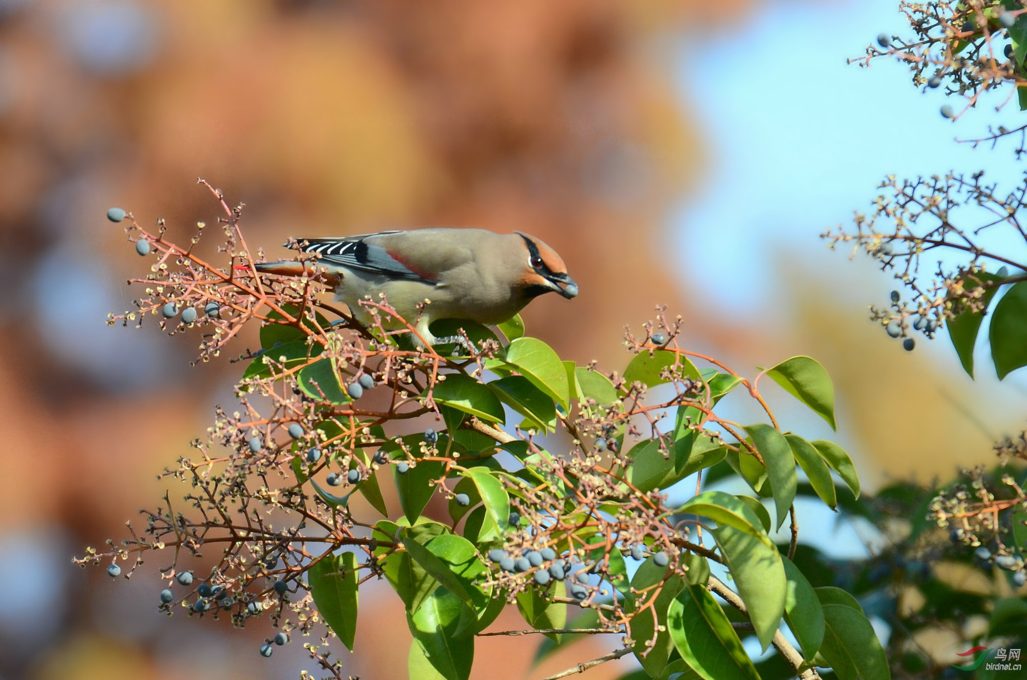 DSC_7215.JPG