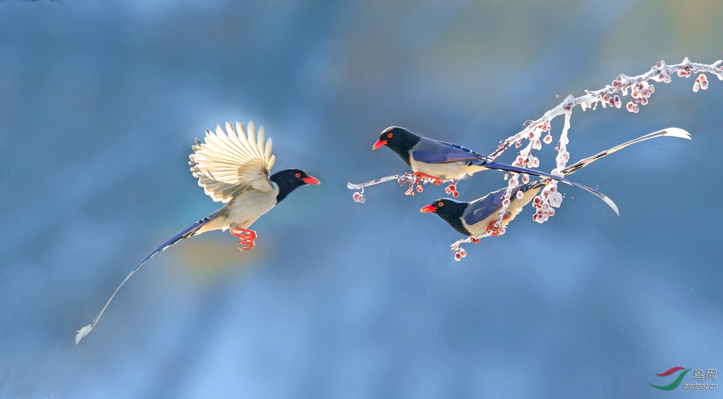 寒枝俏一蓝鹊图