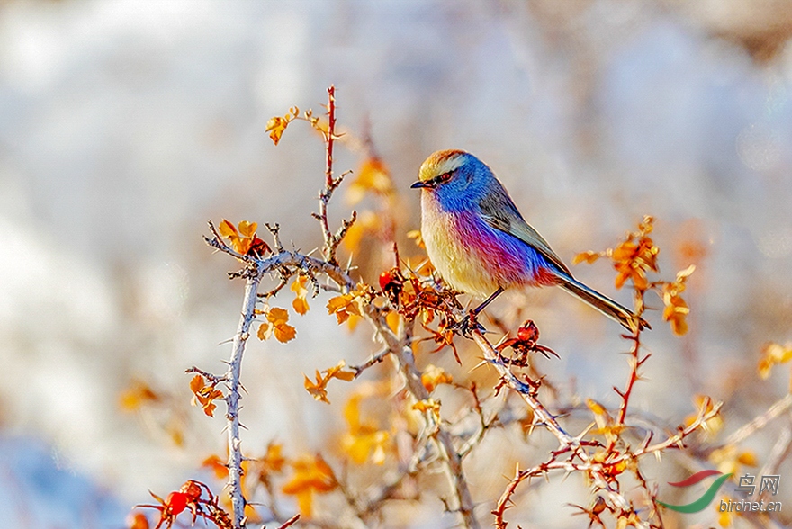 (花彩雀莺)-天山上的美王子