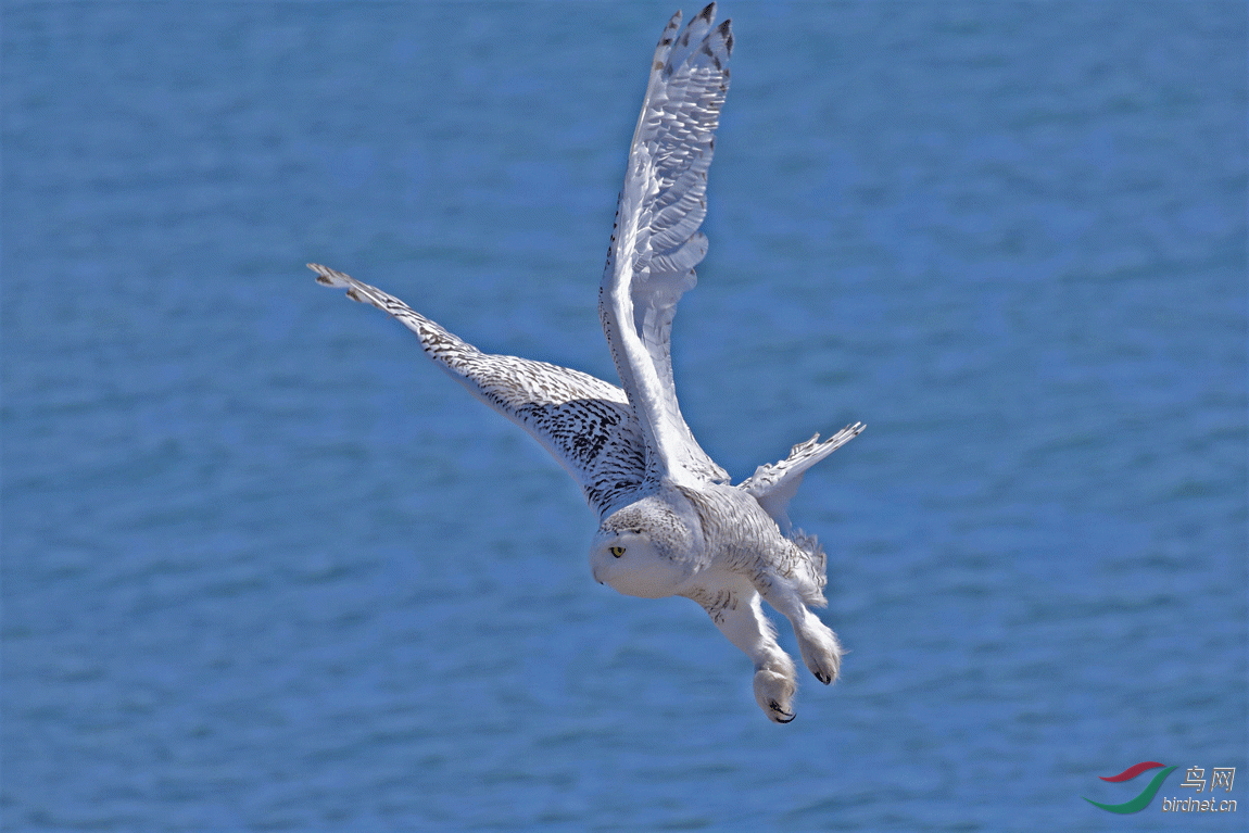 _DSC2473-2.gif