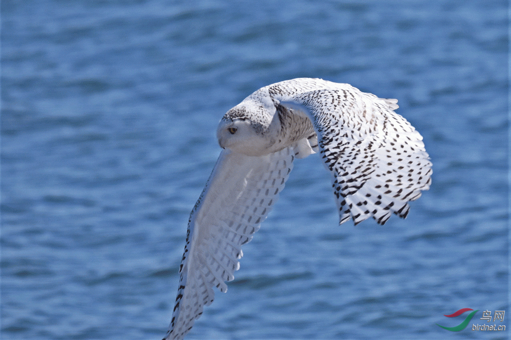 _DSC2474-1.gif