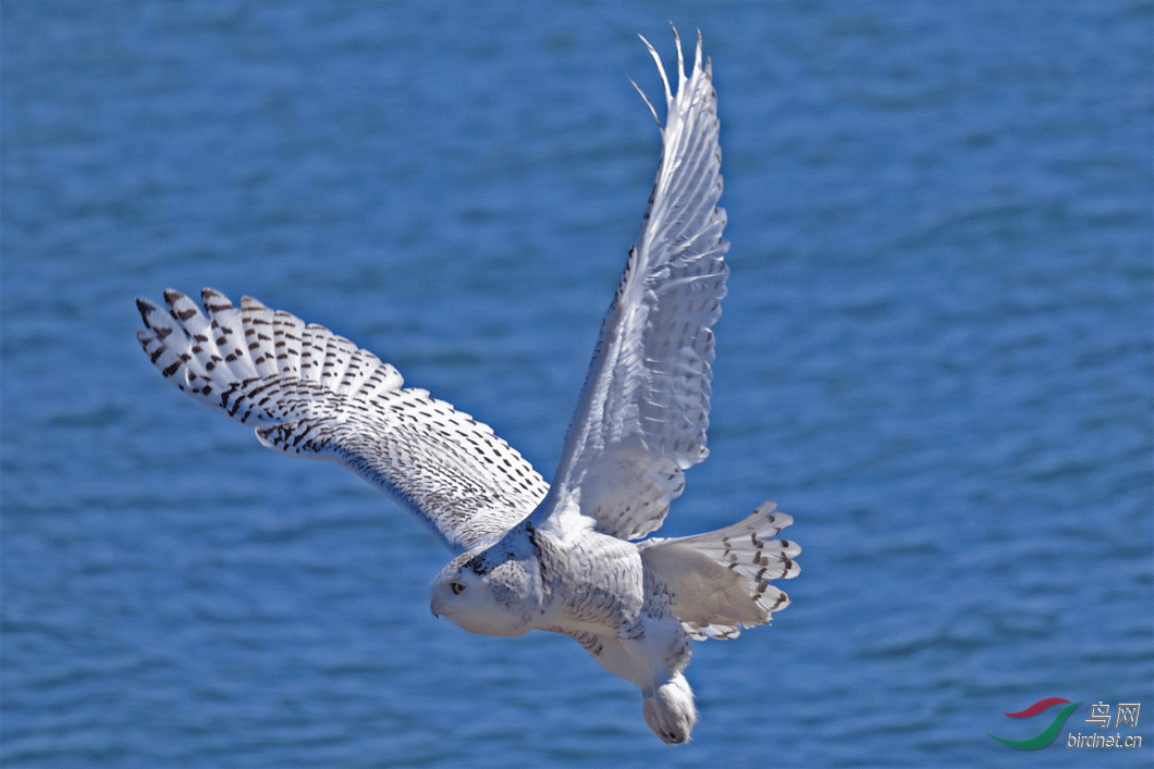 _DSC2475-1.gif