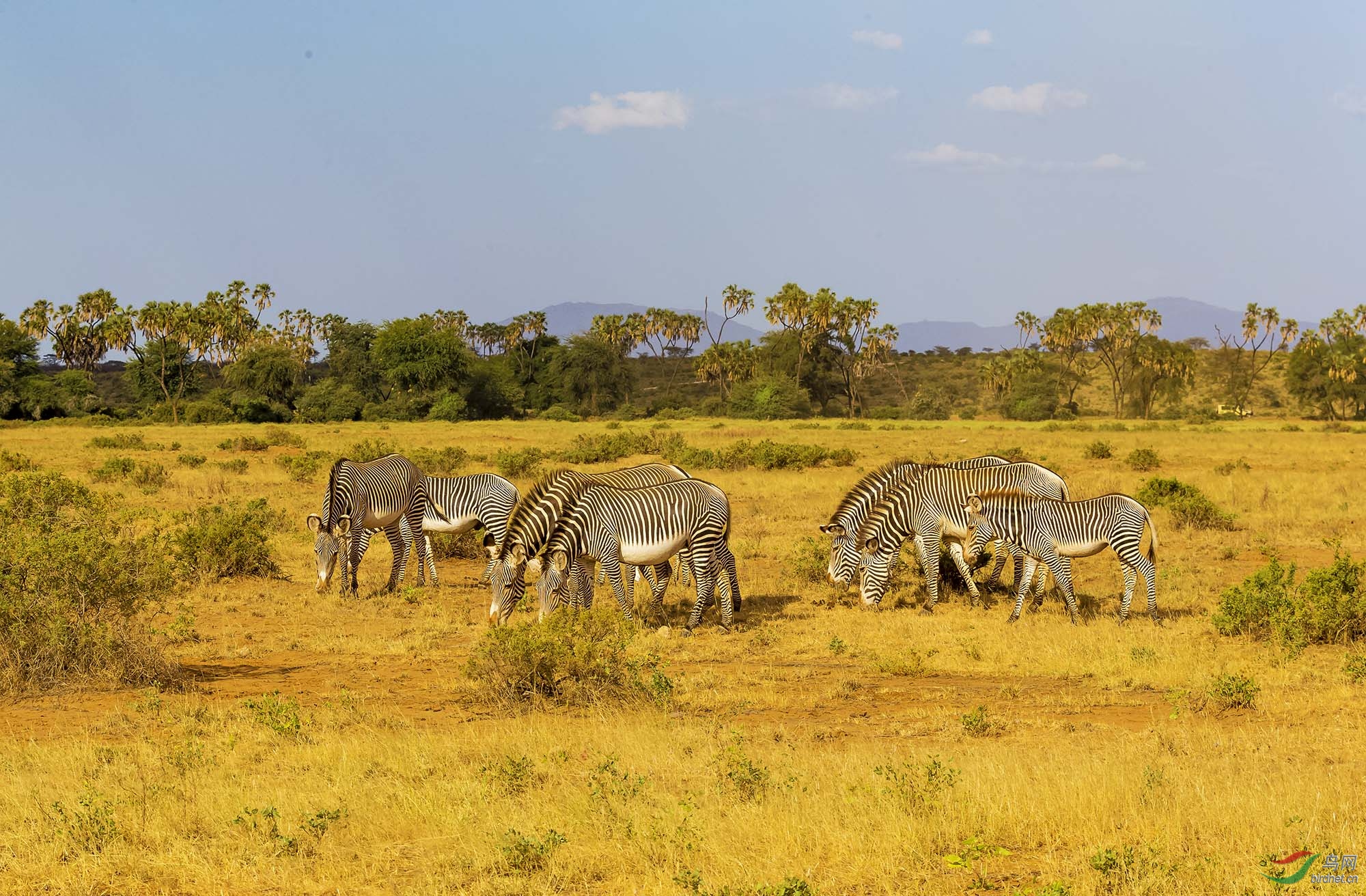 非洲草原——细纹斑马