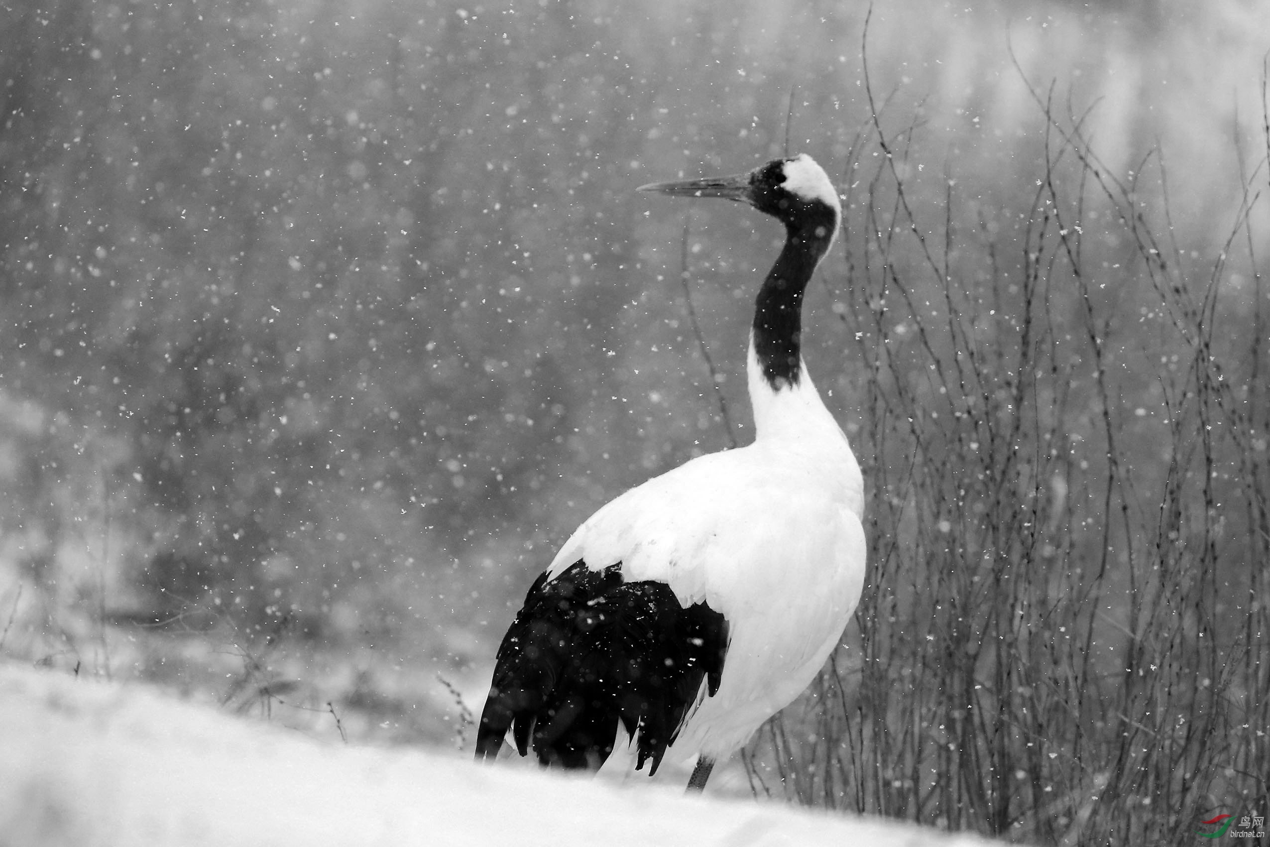 雪中鹤