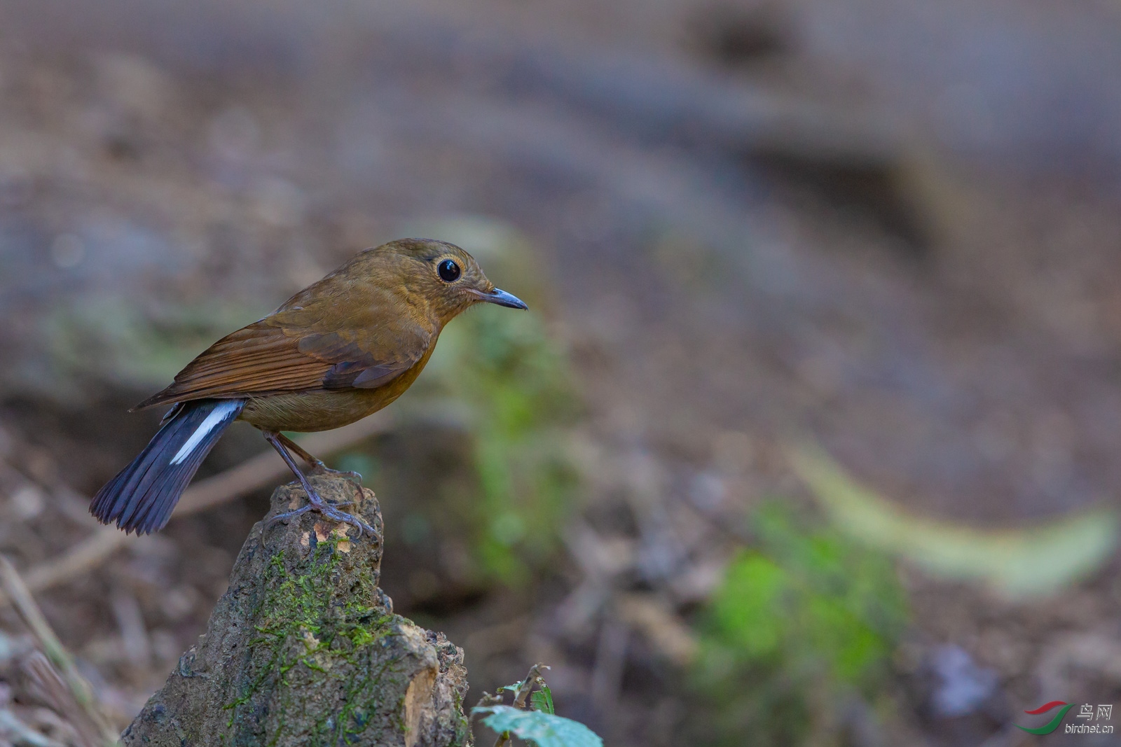 名:white-tailed robin)属雀形目鹟科地鸲属,又叫白尾地鸲,白尾蓝鸲