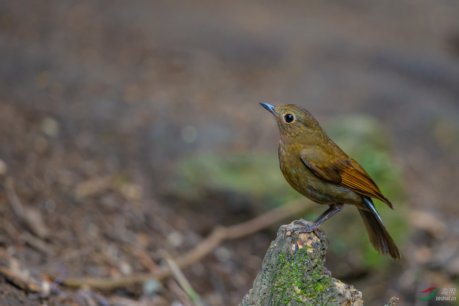 名:white-tailed robin)属雀形目鹟科地鸲属,又叫白尾地鸲,白尾蓝鸲