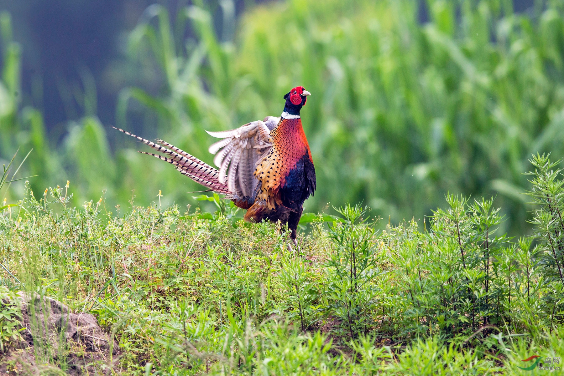 BW4Q1692 - ����.jpg