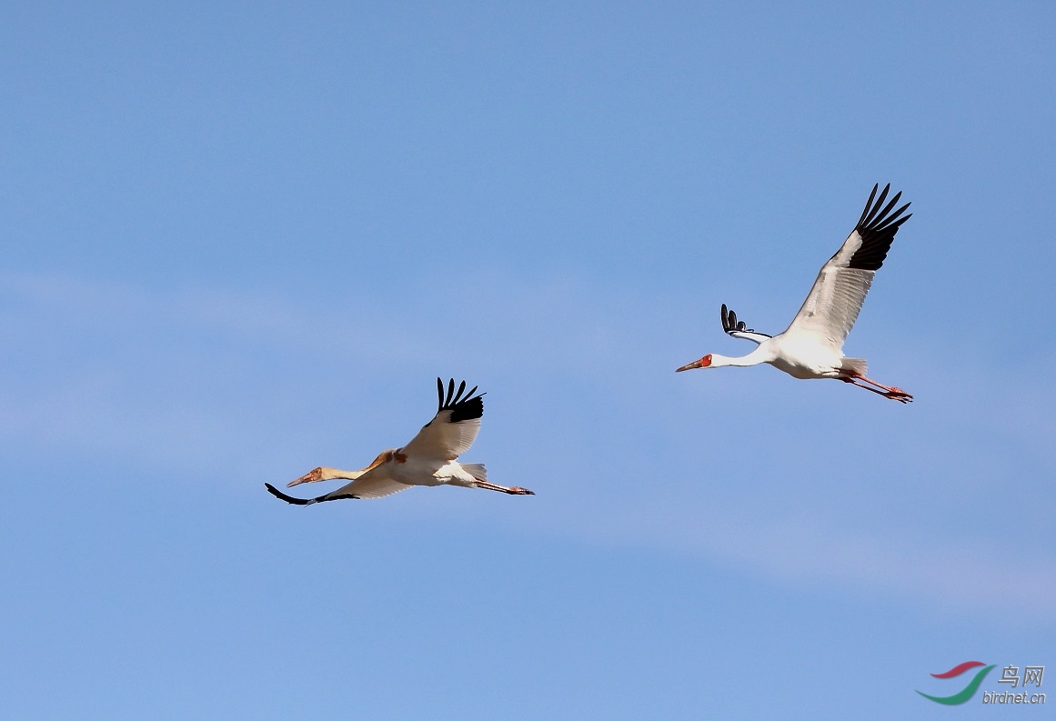 ����ĸ����