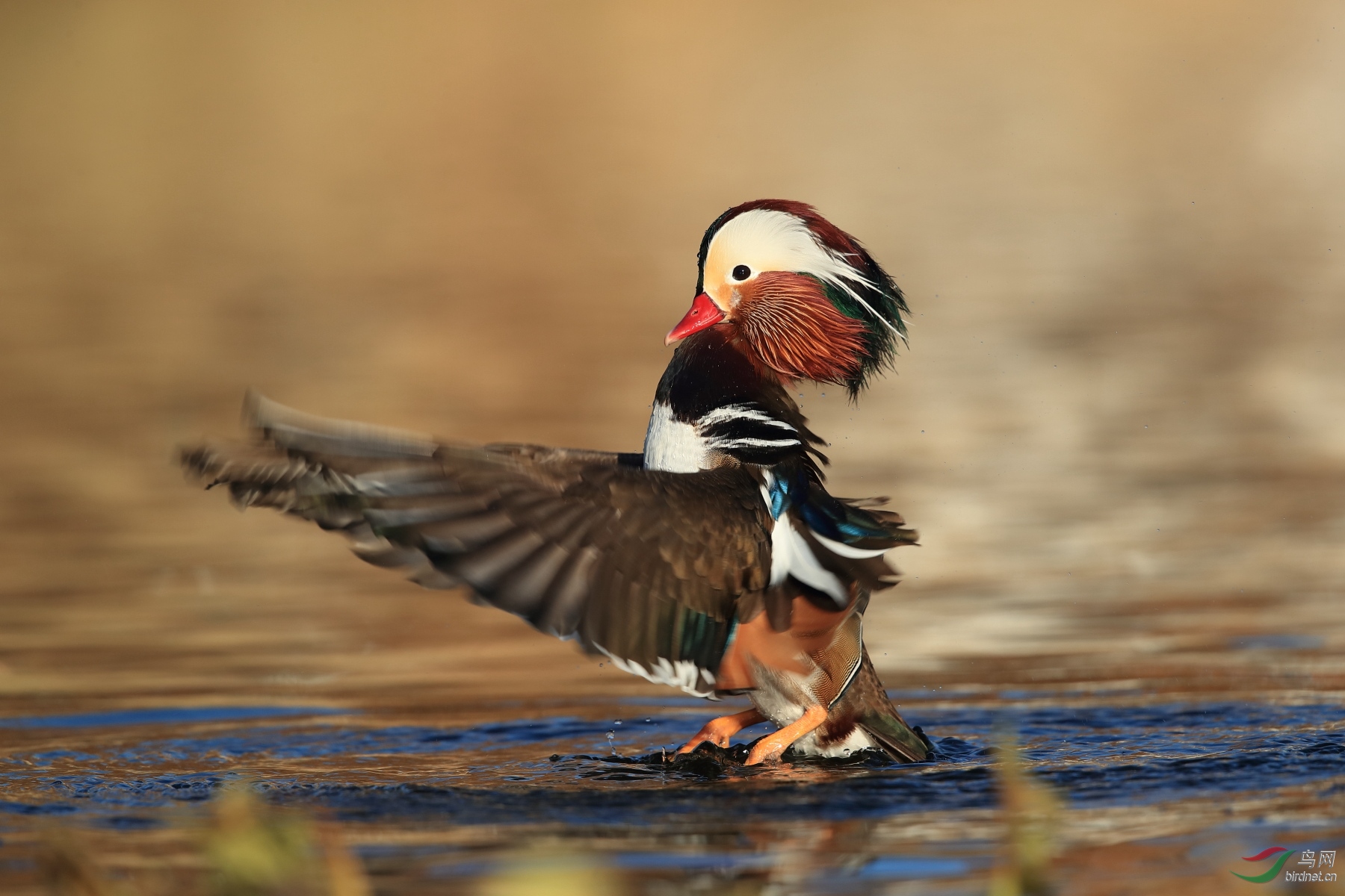 雄性之美——玉渊潭鸳鸯