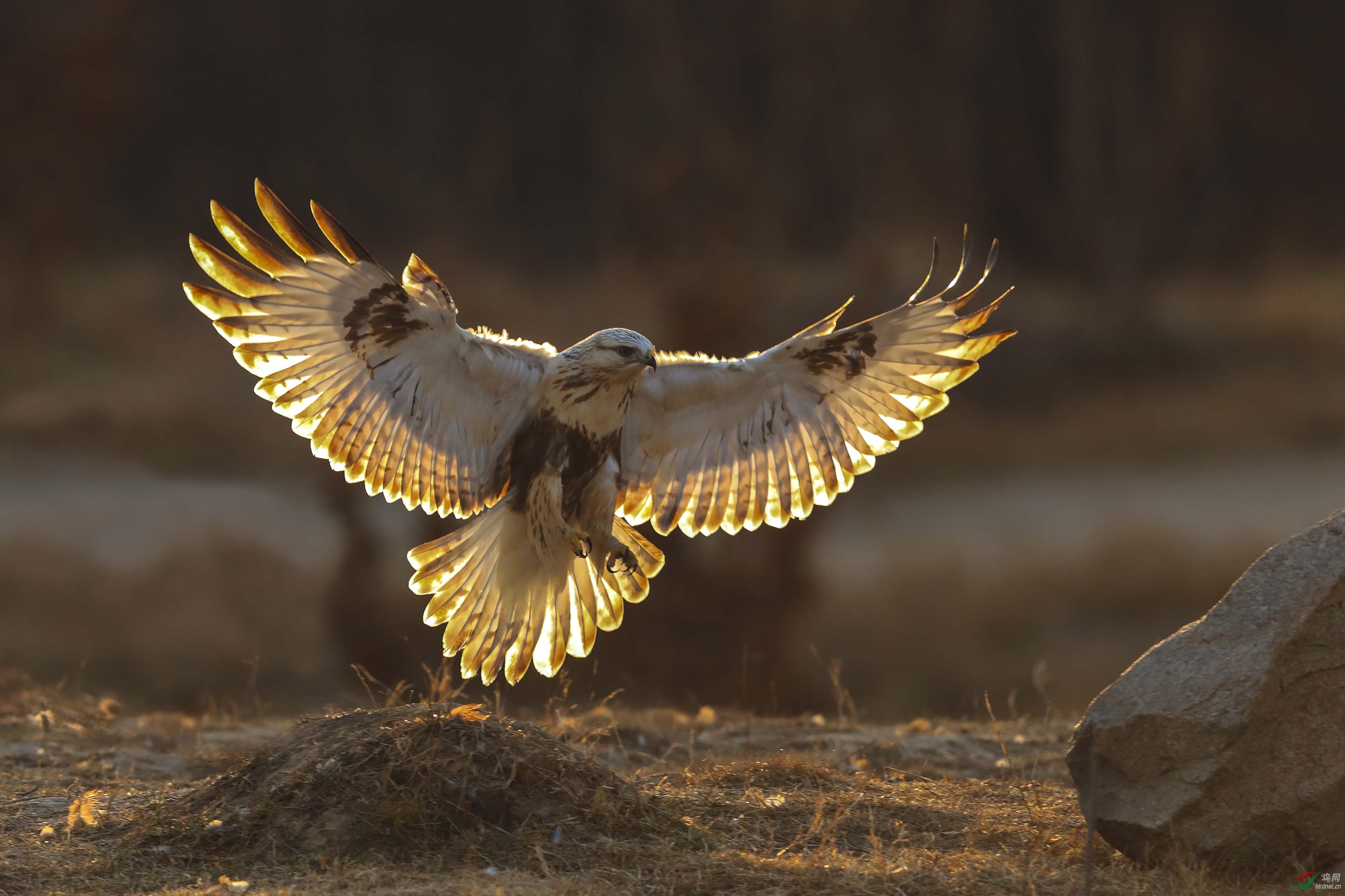 逆光毛脚鵟祝贺荣获首页鸟类精华