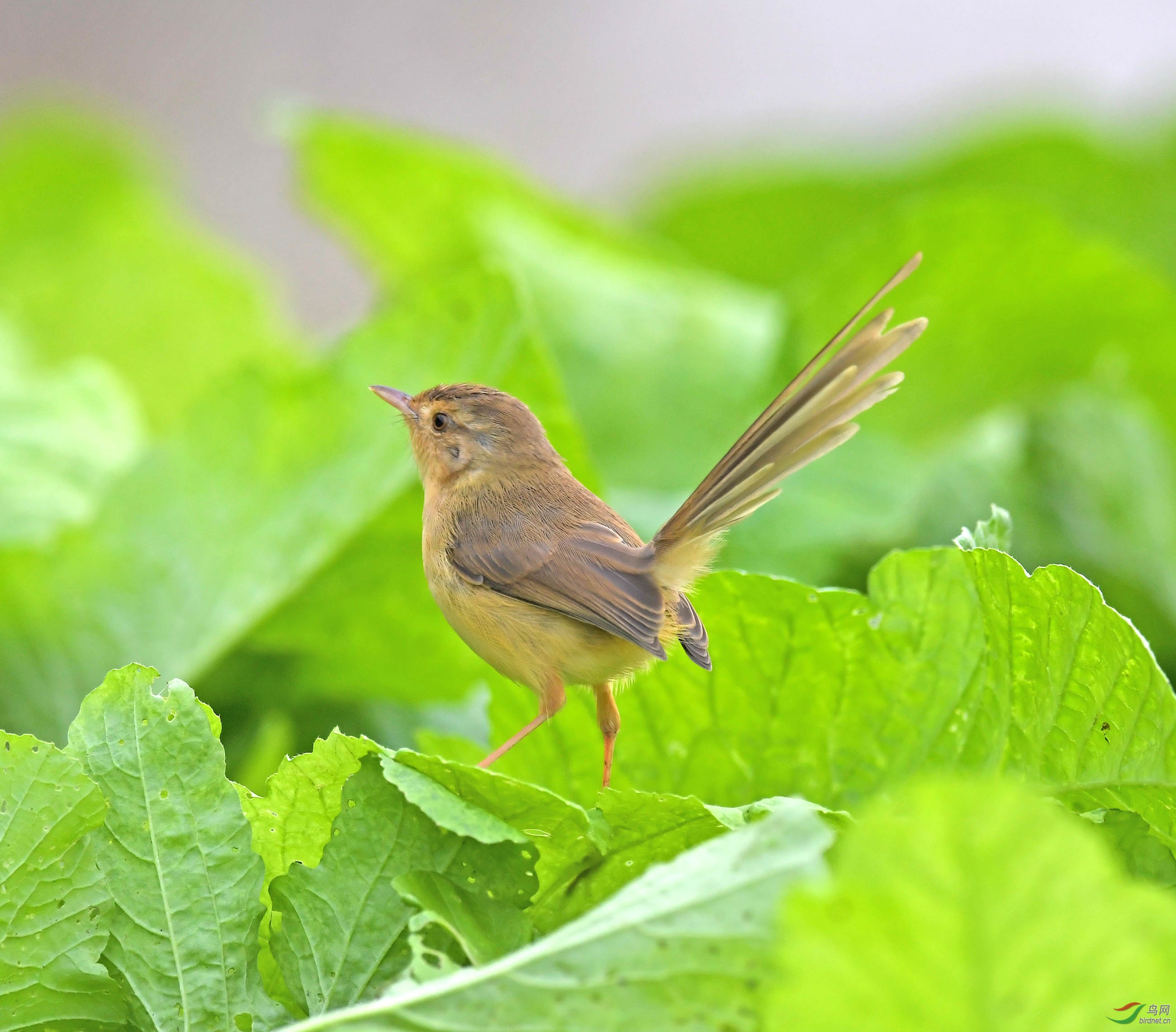 翘尾的山鹪莺