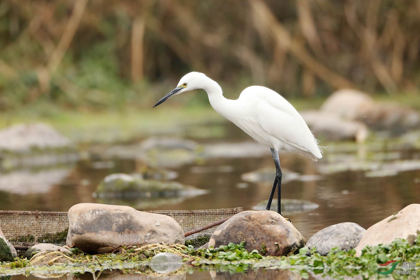 为海外版添砖加瓦